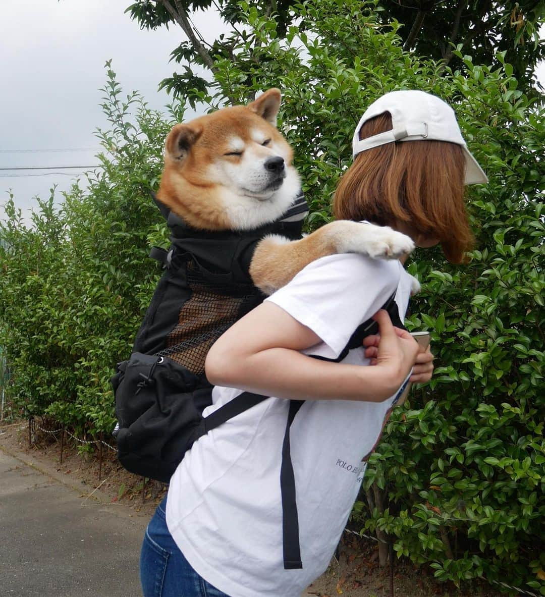 shibainu berryさんのインスタグラム写真 - (shibainu berryInstagram)「Berry in backpack🐻👍 先日のリュック入った時🐻 今日は忙しくて何も撮れず💦 おやすみなさい😌 #❤️迷子犬の掲示板応援団 @maigo_dog  #❤️迷子犬の掲示板四国応援 @maigo_dog_shikoku #めざせ迷子犬ゼロ👌 #柴犬 #べりやん #べりむく #多頭飼い #berry #shiba #shibainu  #shibainumania #shibastagram #instashiba #ぷにっと部 #口角キュキュッと部  #チーム俺様 →部員絶賛募集中 #shiba_snap #proudshibas #west_dog_japan #サンデイ #instagramjapan #ふわもこ部 #pecoいぬ部 #pecotv #buzzfeedanimals #dogsofinstagram #dogsofinstaworld #dogs_of_instagram #9gag」6月19日 21時40分 - shibainu.berry