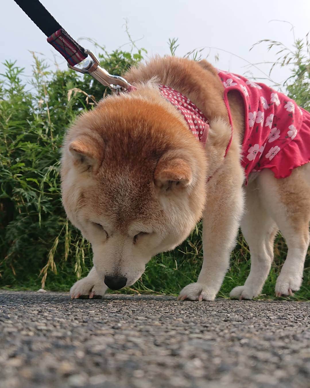 柴子さんのインスタグラム写真 - (柴子Instagram)「柴子(仮名)の朝の写真、アップし忘れてましたよ(^_^;) そして、おやすみなさい(つ∀-)ｵﾔｽﾐｰ。 #柴犬」6月19日 21時41分 - senogawadogs