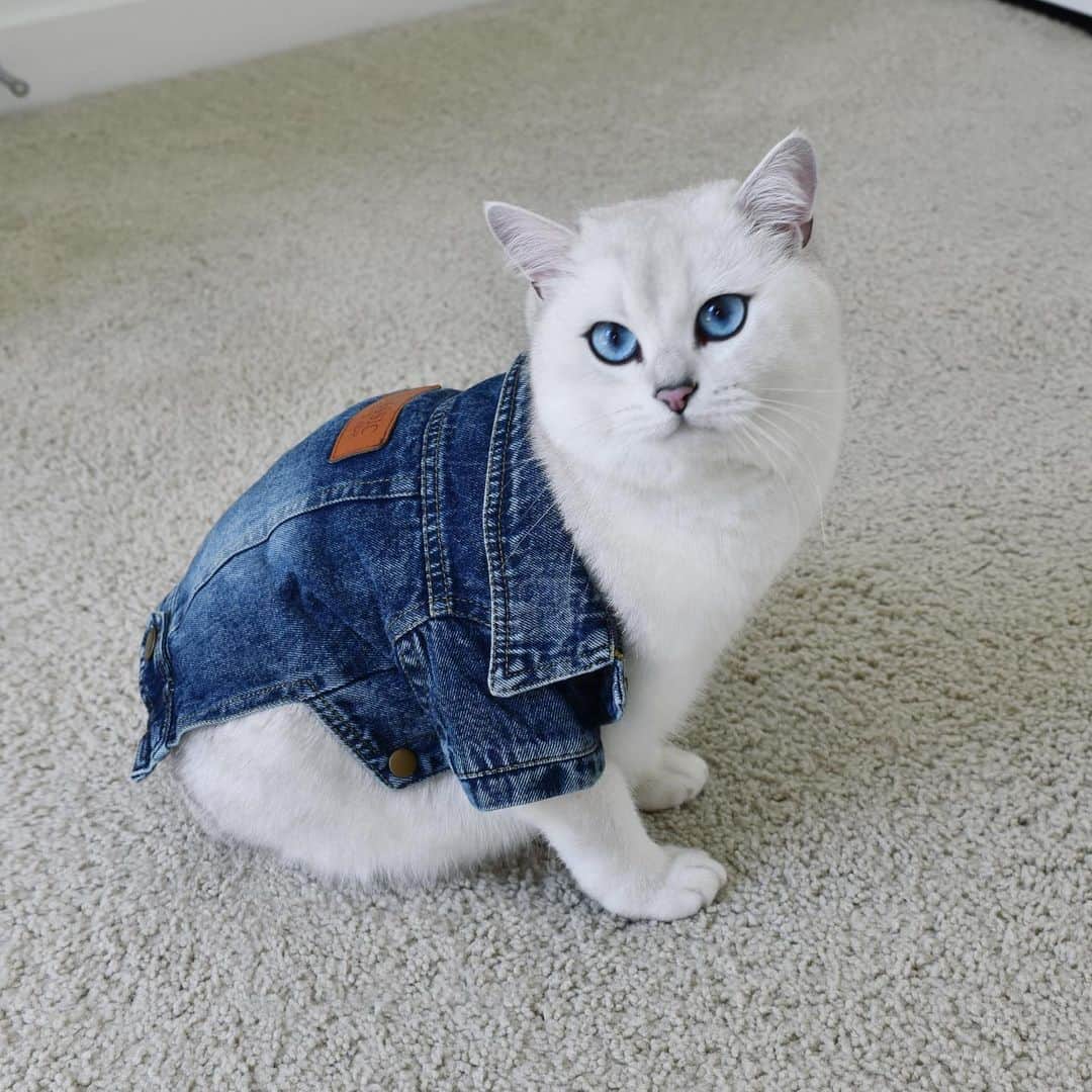 コビーさんのインスタグラム写真 - (コビーInstagram)「Next time you put a jean jacket on me, it better have a tail hole.」6月19日 21時43分 - cobythecat