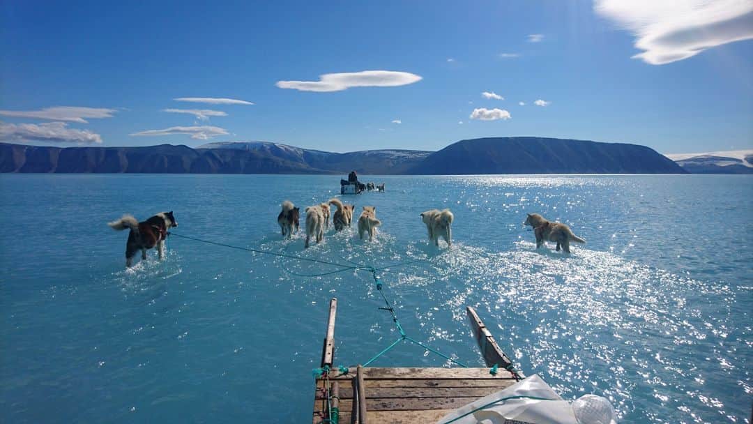 ルモンドさんのインスタグラム写真 - (ルモンドInstagram)「La photographie n’est pas truquée, malheureusement. Un cliché pris le 13 juin par le scientifique danois, Steffen Olsen, révèle la gravité inhabituelle de la fonte printanière des glaces que subit actuellement le Groenland, du fait du réchauffement climatique. Sur la photographie, un attelage de chiens semble marcher sur une eau d’un bleu azur quasi irréel, dans le fjord d’Inglefield (Bredning), au nord-ouest du Groenland. La banquise sur laquelle les animaux avancent est, en effet, recouverte d’une couche d’eau pouvant atteindre par endroits 40 à 50 centimètres de profondeur, selon Steffen Olsen, chercheur au Centre pour l’océan et les glaces de l’Institut météorologique danois. Une situation d’une ampleur inédite à cette époque de l’année – d’ordinaire, la fonte des glaces commence plus tard dans l’été. - Photo : Danish Meteorological Institute / Steffen Olsen / AFP (@afpphoto) - #Planete #Groenland」6月19日 21時44分 - lemondefr