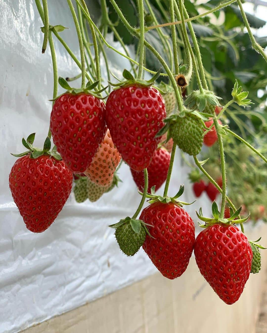 野崎萌香さんのインスタグラム写真 - (野崎萌香Instagram)「ゆんぴょといつかのイチゴ狩り🍓」6月19日 21時52分 - moeka_nozaki