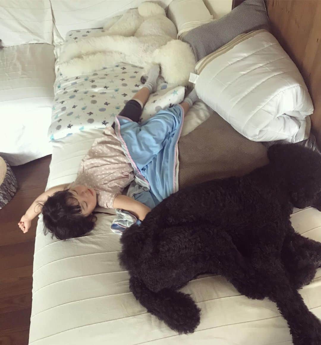 たまねぎさんのインスタグラム写真 - (たまねぎInstagram)「. . みんなと一緒に寝んね。 まめちゃん。。。 足がりっくんの顔に。。。😵 どんだけ寝相悪いの（笑） . . #standardpoodle #dog #lovedogs #poodlesofinstagram #スタンダードプードル #大型犬と子供 #poodle #dogstagram #east_dog_japan #いぬのいる生活 #もふもふ部 #わんこ部 #子どもと犬  #kidsanddog #ママリ #キズナ #コドモノ #いこーよ #いぬのきもち #犬と暮らす #いぬなしでは生きていけません #3歳 #terahana_made #座薬は大嫌い #昼寝 #寝相悪過ぎ」6月19日 21時58分 - tamanegi.qoo.riku