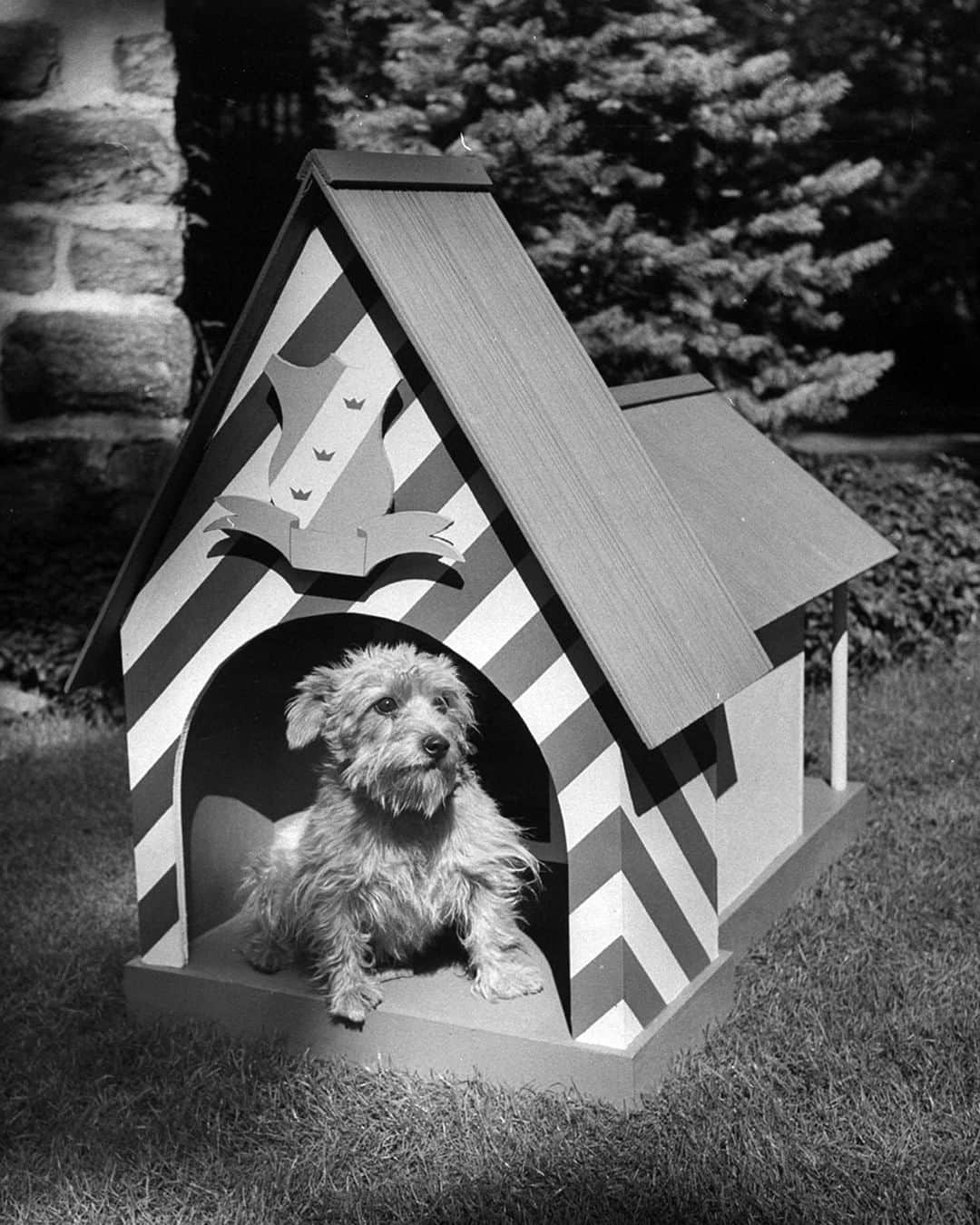 lifeさんのインスタグラム写真 - (lifeInstagram)「A Norwich Terrier sitting in a fancy dog house that is shaped and designed like the Royal Guard's post house, 1956. (Nina Leen—The LIFE Picture Collection/Getty Images) #wildLIFEwednesday #norwichterrier #dogsofinstagram」6月19日 22時07分 - life