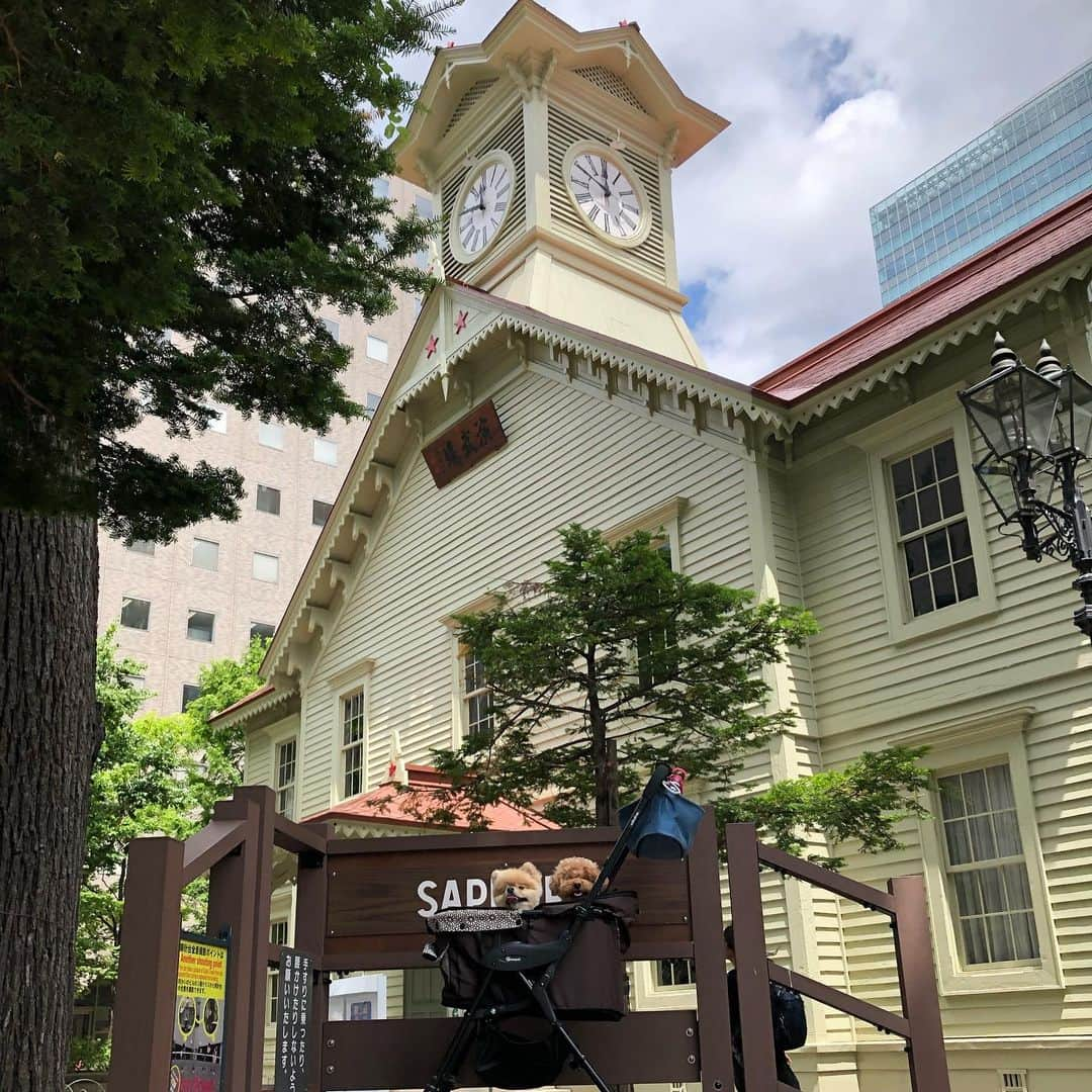 中野佑美さんのインスタグラム写真 - (中野佑美Instagram)「ココなっつお出かけ🚗💨 北海道 3日目🌽 今日は札幌😊  洞爺湖 宿→洞爺湖道の駅→倶知安→札幌→宿 定山渓温泉  旅も慣れてきました😅 今日は洞爺湖を見て 冬場はスキー場の羊蹄山をみながら 札幌へ！ 晴れたよーー☀️ って 途中から夕立😅☔️ 札幌時計台→旧北海道庁→大通り公園→テレビ塔→羊山公園へクラーク博士に会いに行ったのに  口蹄疫がでてから ワンコ乗せた車は🆖😩 仕方ないので札幌に戻り北大のクラーク博士👨‍🎓😅 宿はワンコ同室の 定山渓グランドホテル 瑞苑  さぁ あっという間の北海道旅 明日はフェリーで帰れそう🚢 昨夜の地震が心配でしたが 何とか大丈夫みたい🙆‍♀️ 被災された方々にお見舞い申し上げます…  #イヌトミィ_札幌  #ココなっつ  #ココなっつおでかけ  #わんことお出かけ  #わんこと旅行  #わんこ旅  #わんこ宿  #定山渓グランドホテル瑞苑  #きょうのわんこ  #きょうのわんこ  #いぬなしでは生きていけません会  #east_dog_japan  #pecoいぬ部  #休日いぬ部」6月19日 22時21分 - yumi.coconutsu