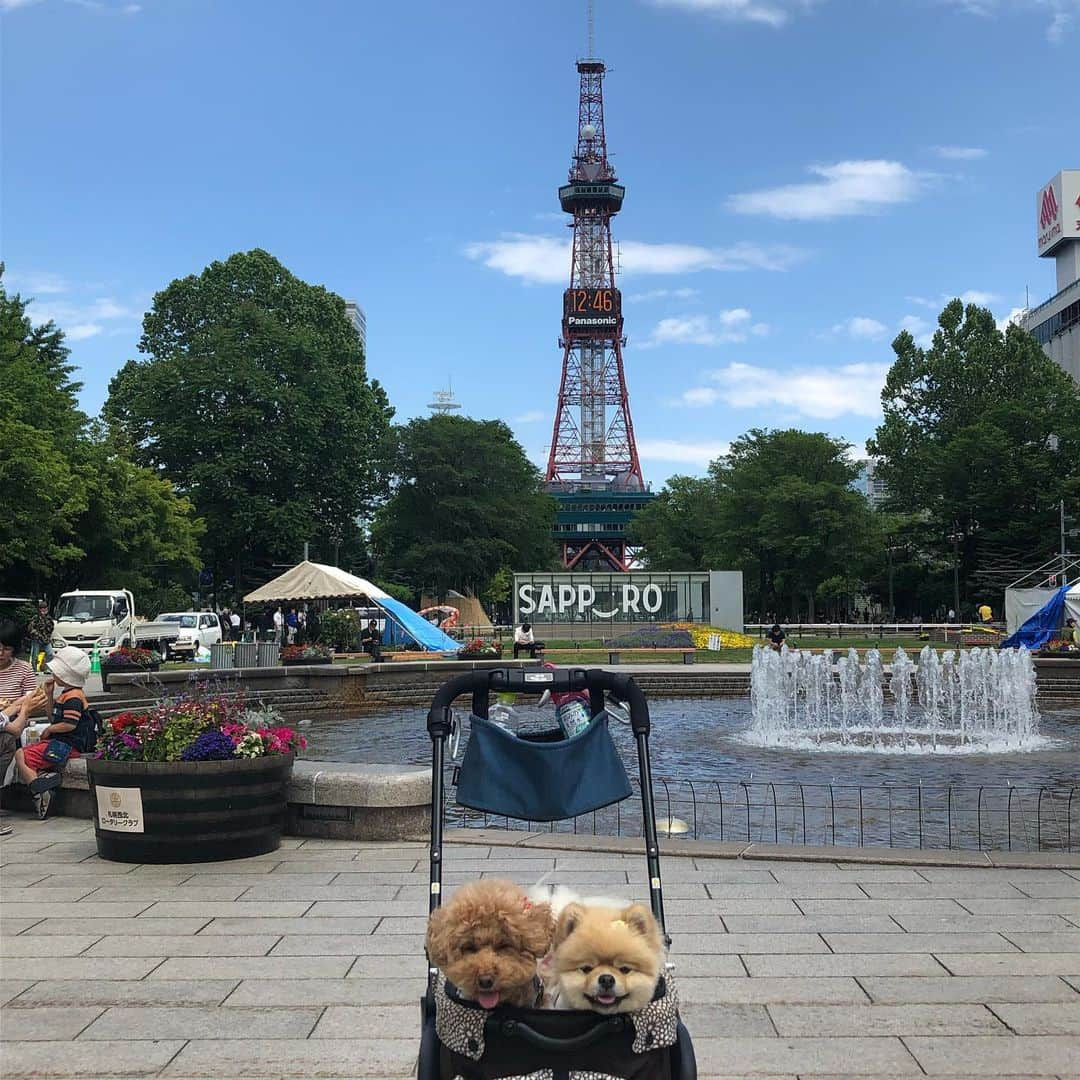 中野佑美さんのインスタグラム写真 - (中野佑美Instagram)「ココなっつお出かけ🚗💨 北海道 3日目🌽 今日は札幌😊  洞爺湖 宿→洞爺湖道の駅→倶知安→札幌→宿 定山渓温泉  旅も慣れてきました😅 今日は洞爺湖を見て 冬場はスキー場の羊蹄山をみながら 札幌へ！ 晴れたよーー☀️ って 途中から夕立😅☔️ 札幌時計台→旧北海道庁→大通り公園→テレビ塔→羊山公園へクラーク博士に会いに行ったのに  口蹄疫がでてから ワンコ乗せた車は🆖😩 仕方ないので札幌に戻り北大のクラーク博士👨‍🎓😅 宿はワンコ同室の 定山渓グランドホテル 瑞苑  さぁ あっという間の北海道旅 明日はフェリーで帰れそう🚢 昨夜の地震が心配でしたが 何とか大丈夫みたい🙆‍♀️ 被災された方々にお見舞い申し上げます…  #イヌトミィ_札幌  #ココなっつ  #ココなっつおでかけ  #わんことお出かけ  #わんこと旅行  #わんこ旅  #わんこ宿  #定山渓グランドホテル瑞苑  #きょうのわんこ  #きょうのわんこ  #いぬなしでは生きていけません会  #east_dog_japan  #pecoいぬ部  #休日いぬ部」6月19日 22時21分 - yumi.coconutsu