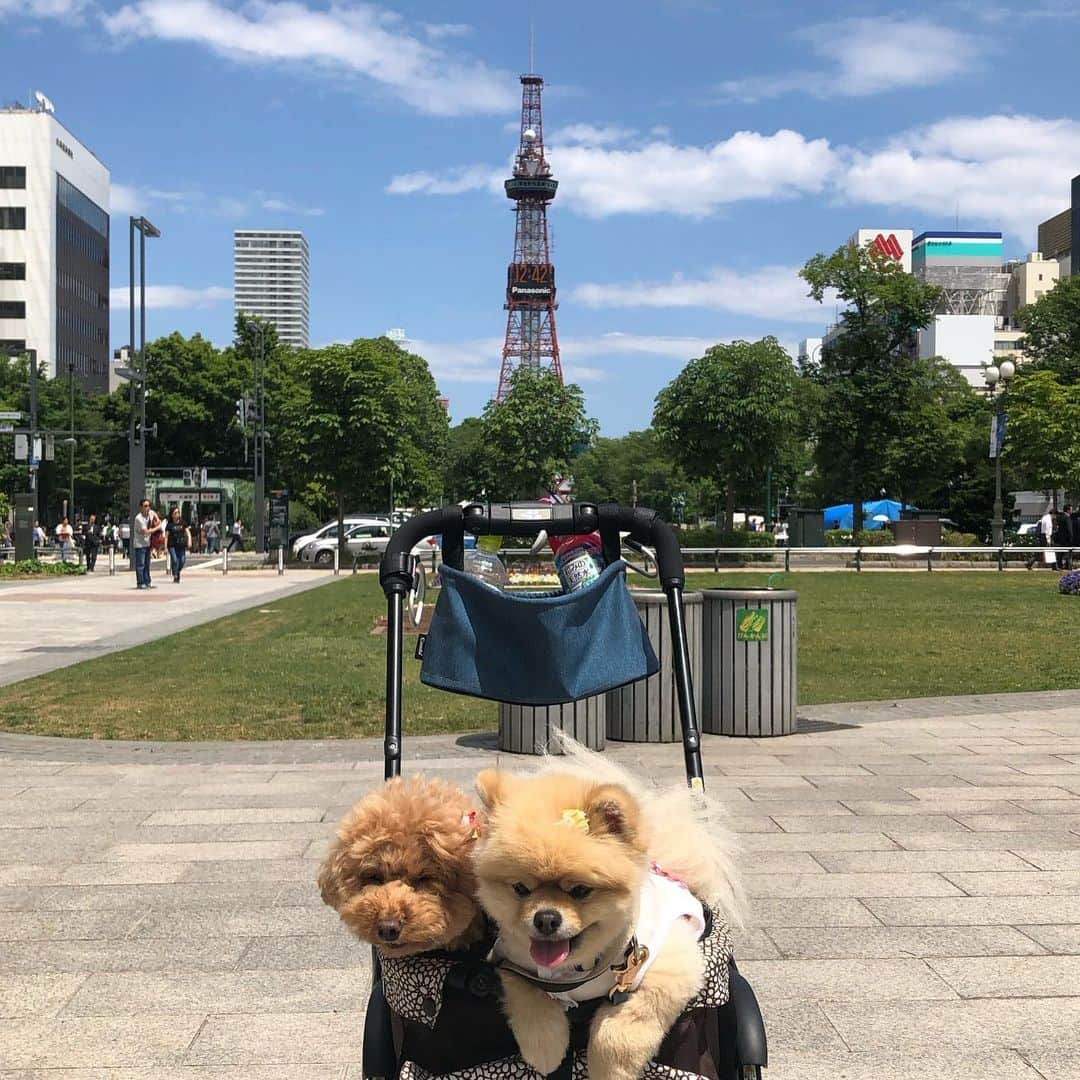 中野佑美さんのインスタグラム写真 - (中野佑美Instagram)「ココなっつお出かけ🚗💨 北海道 3日目🌽 今日は札幌😊  洞爺湖 宿→洞爺湖道の駅→倶知安→札幌→宿 定山渓温泉  旅も慣れてきました😅 今日は洞爺湖を見て 冬場はスキー場の羊蹄山をみながら 札幌へ！ 晴れたよーー☀️ って 途中から夕立😅☔️ 札幌時計台→旧北海道庁→大通り公園→テレビ塔→羊山公園へクラーク博士に会いに行ったのに  口蹄疫がでてから ワンコ乗せた車は🆖😩 仕方ないので札幌に戻り北大のクラーク博士👨‍🎓😅 宿はワンコ同室の 定山渓グランドホテル 瑞苑  さぁ あっという間の北海道旅 明日はフェリーで帰れそう🚢 昨夜の地震が心配でしたが 何とか大丈夫みたい🙆‍♀️ 被災された方々にお見舞い申し上げます…  #イヌトミィ_札幌  #ココなっつ  #ココなっつおでかけ  #わんことお出かけ  #わんこと旅行  #わんこ旅  #わんこ宿  #定山渓グランドホテル瑞苑  #きょうのわんこ  #きょうのわんこ  #いぬなしでは生きていけません会  #east_dog_japan  #pecoいぬ部  #休日いぬ部」6月19日 22時21分 - yumi.coconutsu