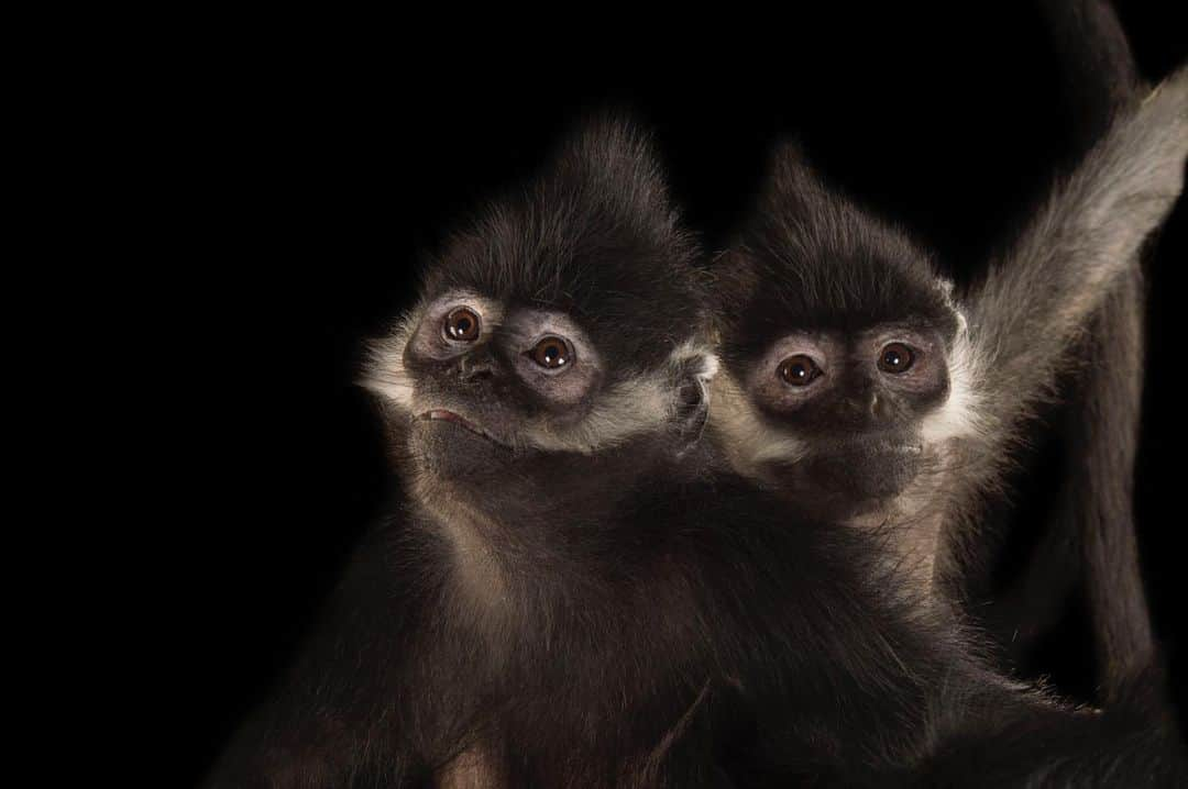 Joel Sartoreさんのインスタグラム写真 - (Joel SartoreInstagram)「​Sometimes one of the best actions we can take to help save wildlife like these Francois langurs @theomahazoo is to share their story with as many people as we can, bringing attention to the threats they are facing in the wild. In Northeastern Vietnam, these remarkable primates are hunted for traditional medicine. Logging for timber and farming also threatens their existence. In Southern China, hunting pressure is very high due the production of 'black ape wine' which is made specifically from this species. Eliminating demand for products made from these remarkable primates is the first step towards achieving positive change. #langur #endangeredspecies #primate #blackandwhite #duo #china #vietnam #photoark #savetogether」6月19日 22時23分 - joelsartore