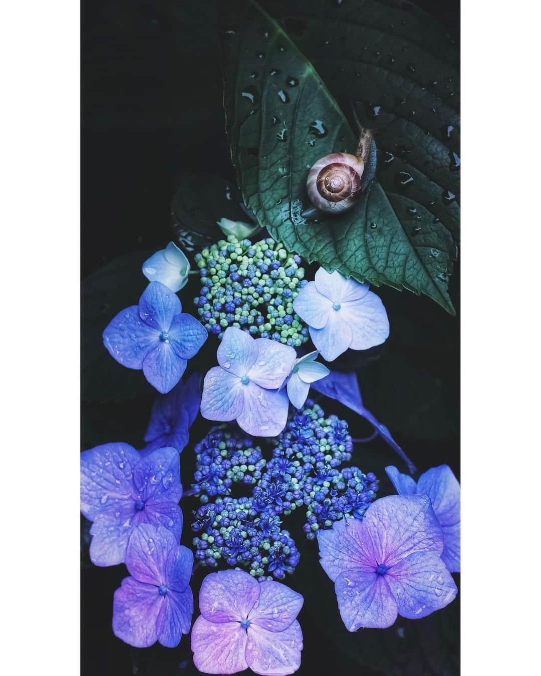 メグのん♡ A k i k oのインスタグラム：「♡Wabi-Sabi Ephemeral Beauty . . . 侘 び 寂 び . . . ♡」