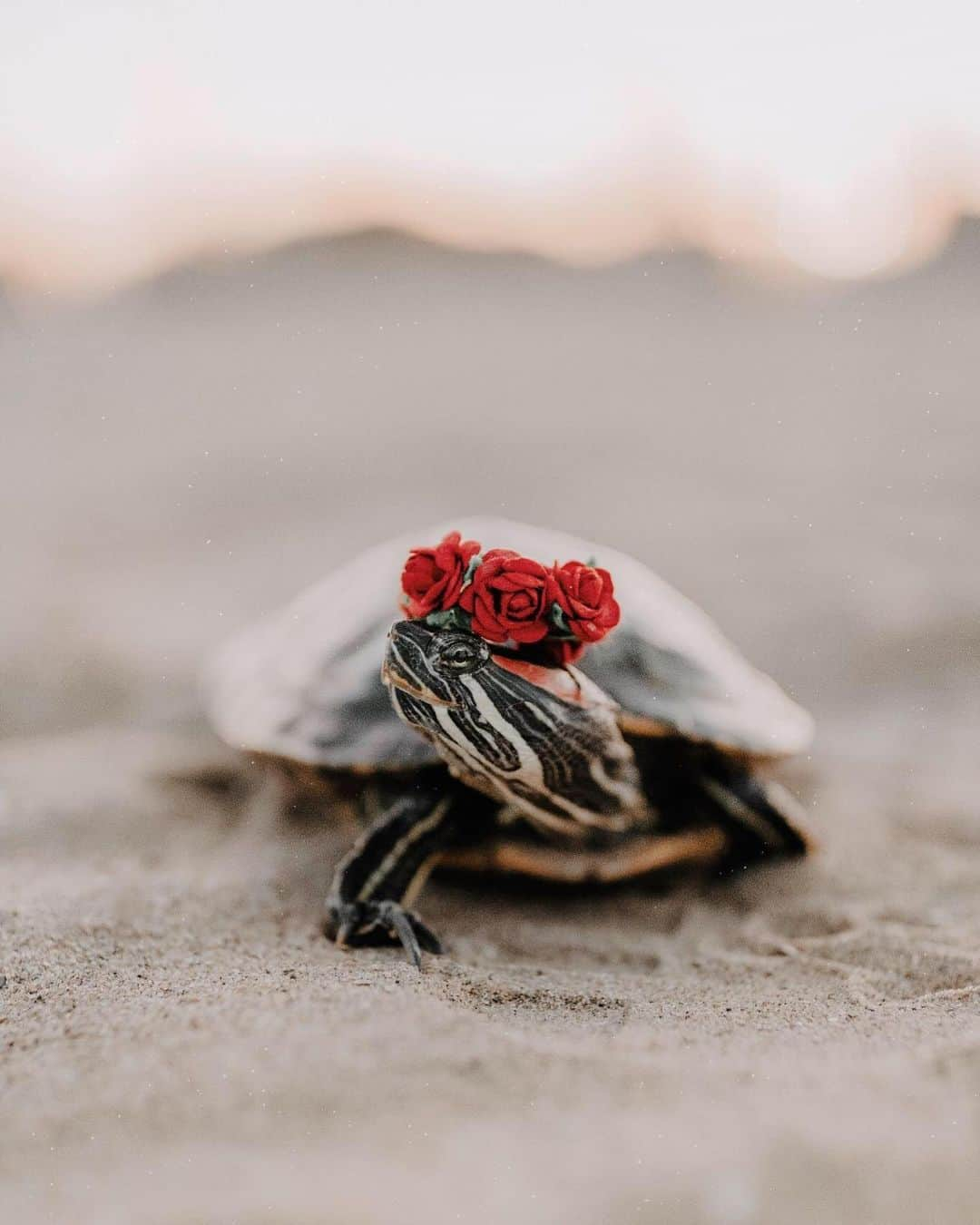 CANON USAさんのインスタグラム写真 - (CANON USAInstagram)「"Boys can rock a flower crown on the beach too." #MyCanonStory  Photo Credit: @cityturtles Camera: #Canon EOS Rebel T5 Lens: EF 35mm f/1.4L II USM Aperture: f/1.4 ISO: 400 Shutter Speed: 1/320 sec Focal Length: 35mm」6月19日 22時41分 - canonusa