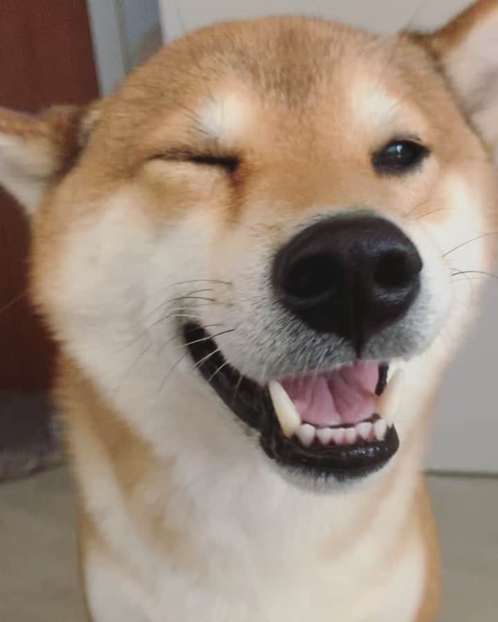?Fricko the Shiba Inu?のインスタグラム：「Mamma, my nose is itchy!Help🤧🐾 🐾 🐾 #Fricko #🐶 #☀️ #shiba #shibainu #dog #柴犬 #赤柴  #adorable #shibalovers #shibaholics  #dogoftheday  #weeklyfluff #aww #dogstagram  #dogscorner #puppiesofinstagram #shibapuppy」