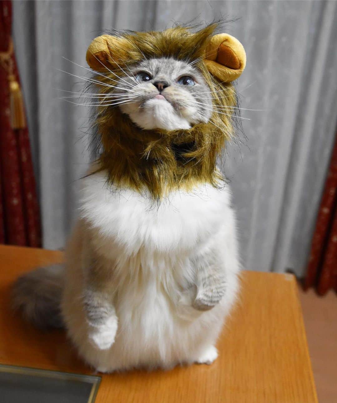 しるこさんのインスタグラム写真 - (しるこInstagram)「2019.6.19 久々被ったライオンが可愛すぎて震えた😂 3・4枚目…じわる😂 . #excellent_cats #cat_features #picneko#IGersJP#サンデイ#cats_of_world #catsofinstagram #instagramjapan #nyancon01 #今日のうちの子🐶🐱 #無敵の親バカ同盟 #猫好きの人と繋がりたい #ふわもこ部 #ペコねこ部 #ねこ#cat#猫 #ラグドール#ラグドールしるこ」6月19日 22時58分 - shirukotan