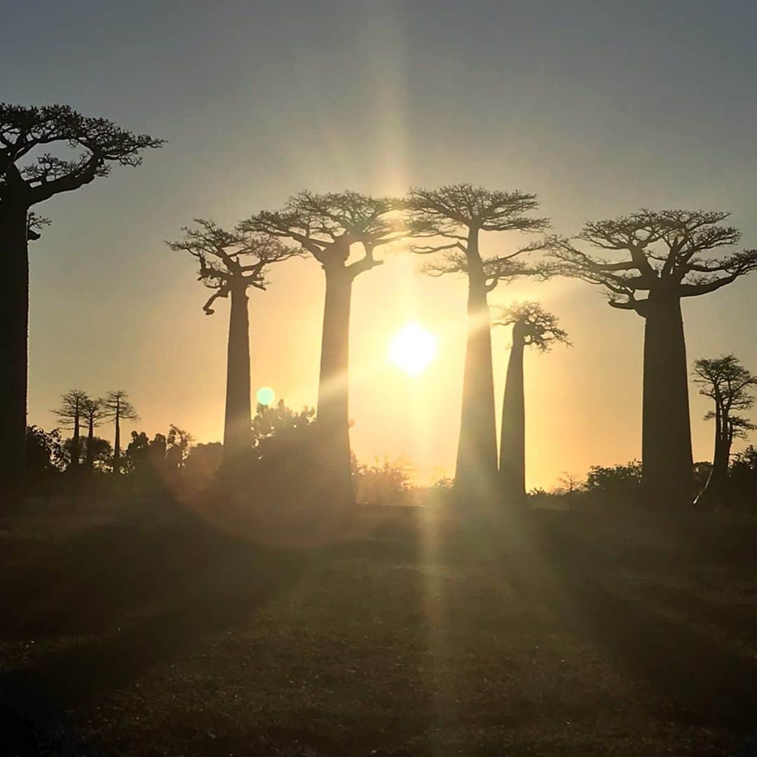 マリーナ・スコーシアーティさんのインスタグラム写真 - (マリーナ・スコーシアーティInstagram)「As an actor I don’t become the tree, I am the tree. #avenueofthebaobabs #baobabs #madagascar #jetlaglife #travels #travelerphoto #jumps #anactorprepares 🌳」6月19日 23時14分 - marinasqu