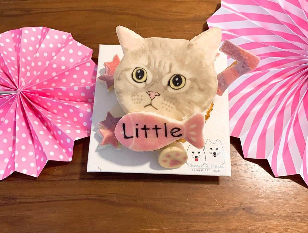 Little & Miloさんのインスタグラム写真 - (Little & MiloInstagram)「( ⁽❛⁾ː⁽❛⁾ ) ♡⃛ Little’s 。。。。Birthday celebration for 7 years old,  Ꭲʰᵃⁿᵏˢ ϋ for ♡ @cheesendash - natural PET treats  #LittleMilo #短い手足 #munchkin #munchkincat #cheesendash  Instagram: little_milo_munchkin https://m.facebook.com/i.am.little.milo」6月19日 23時24分 - little_milo_munchkin