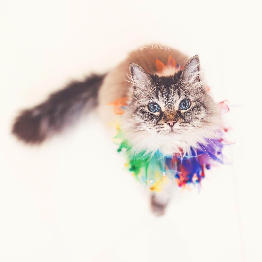 Holly Sissonのインスタグラム：「‘Tis the 🌈 season!  #SiberianCat #Pride2019 #loveislove (See more of Alice, Finnegan, and Oliver, on @pitterpatterfurryfeet) ~ Canon 1D X MkII + 35 f1.4L @ f1.4 See my bio for full camera equipment information plus info on how I process my images. 😊」