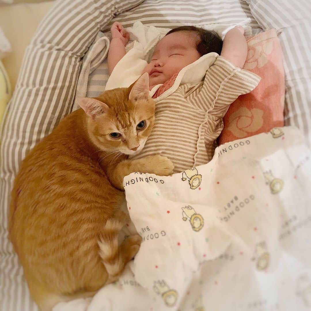 ねこさんのインスタグラム写真 - (ねこInstagram)「ふと目が覚めたら…となりでハンゾウくんが赤ちゃんを寝かしつけてました♡🐱👶💤寝かしつけネコだ😂 #neko_magazine #ねこ #猫 #ネコ #catstagram #cat #ねこマガジン #NEKONOBA #猫と赤ちゃん #赤ちゃんと猫」6月19日 23時46分 - neko_magazine