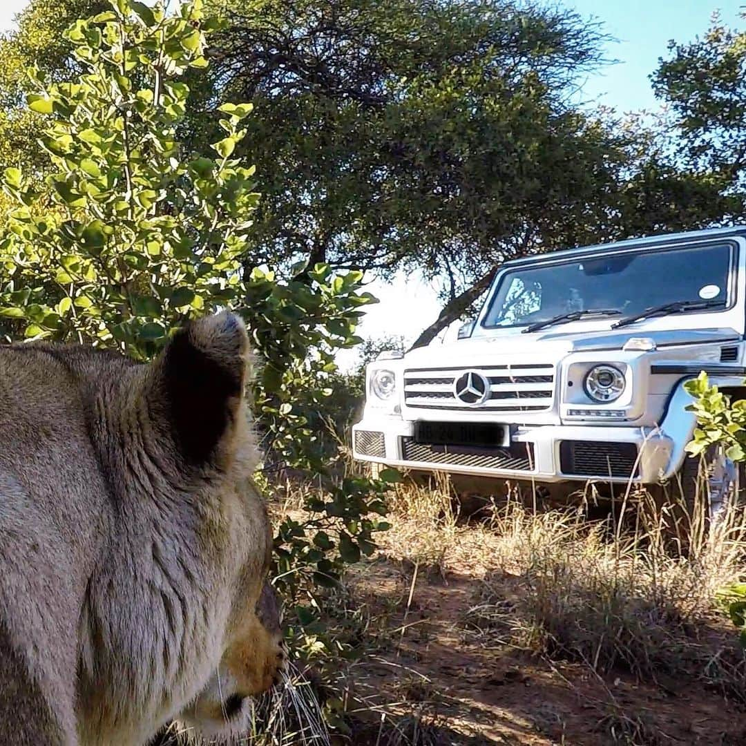 Kevin Richardson LionWhisperer さんのインスタグラム写真 - (Kevin Richardson LionWhisperer Instagram)「•The Stare Down - Who will blink first•  #strongerthantime #lionstrong #focussed #gwagon #gwagen」6月20日 0時13分 - lionwhisperersa