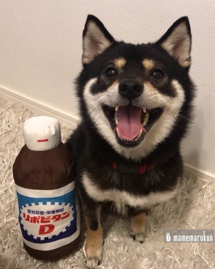 まめ丸のインスタグラム：「* * 今日もおつかれさま🐶💓 --------------------------------- 『まだ水曜日…💦』っ思った人はブログみてね🐶📖 #ちょっと元気でるかも ⁉️ * good  night🐶💓 --------------------------------- I updated my blog🐶💓 The URL is in my profile. Please visit it if you have time❣️ * #あつかったりさむかったりで #つかれちゃうよね🐶💦 #これのんで元気だしてね💓 * #柴犬#豆柴#柴#黒柴#犬#しばいぬ#shiba#shibainu#shibastagram#shibadog#puppy#instadog#dogstagram#dog#instashiba#petstagram#pet#cutepetclub#강아지#멍스타그램#dogsofinstagram#shibasofinstagram #shibaken#doglover#ilovemydog#リポビタンd」