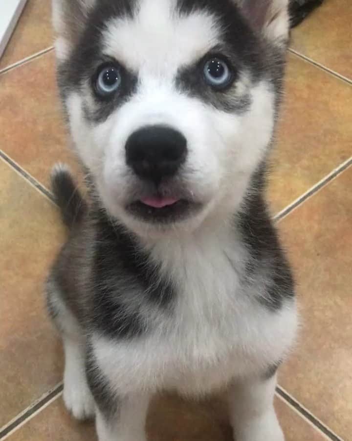 husky and malamuteのインスタグラム：「What do you want to eat？🤣😙」