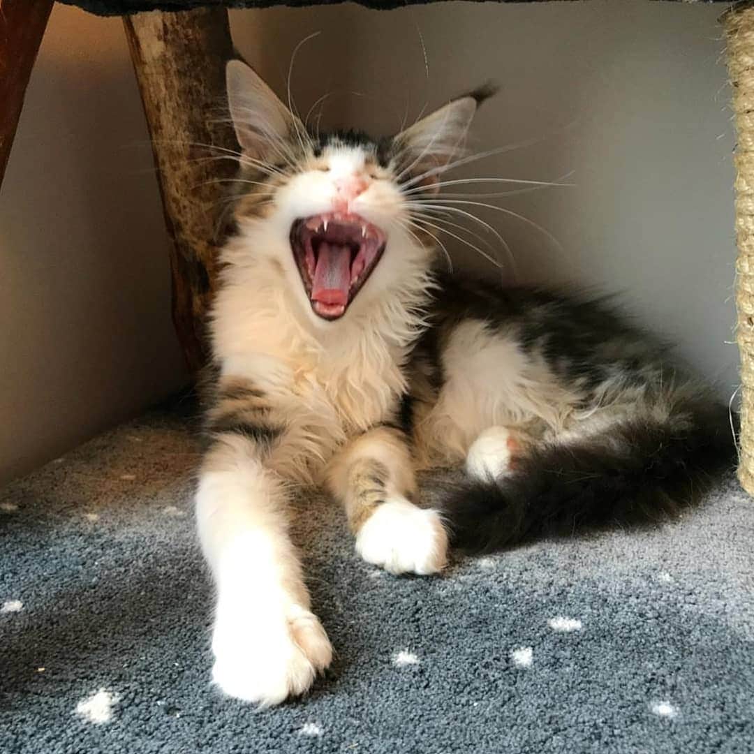 CatStockerのインスタグラム：「Hello! #catstocker is here!  Follow our FURRriend @loving_lyra  Scroll right for more pictures 👉 . . . . . . . . #cat #neko #mačka #chat #kočka #котка #kot #кіт #mače #кошка #кот #katze #gato #gatto #kissa #kattunge #猫 #고양이 #貓 #kedi #köttur  #子猫 #חתול #кішка #gatinho #котенок #子猫 #gatito #kitten」