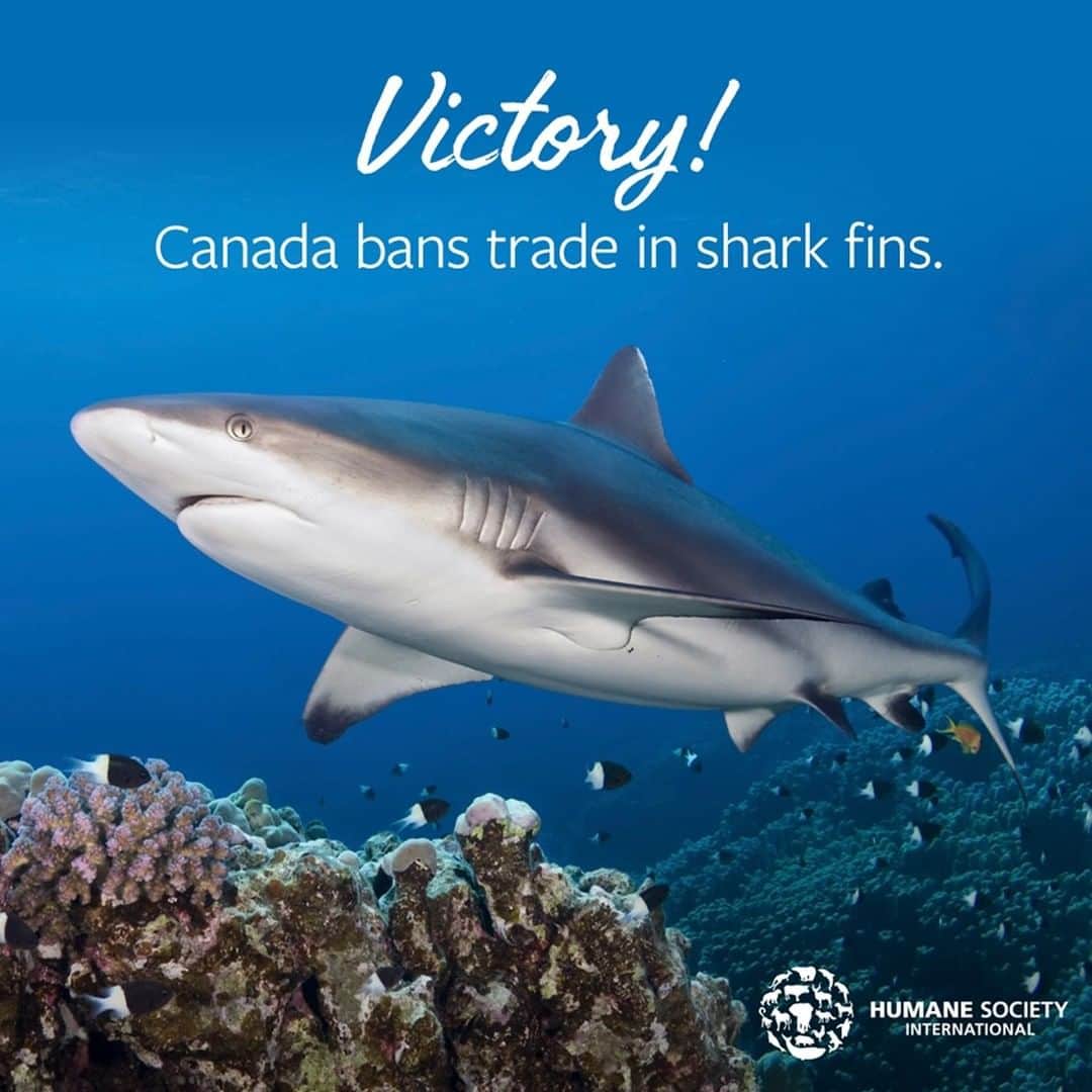 LUSH Cosmeticsさんのインスタグラム写真 - (LUSH CosmeticsInstagram)「What a victory! Canada passed legislation banning the import and export of shark fins. Canada was the second largest importer of shark fins outside of Asia, and now we're the first G20 country to pass federal legislation of this kind, making us a global leader in protecting sharks. ﻿ ﻿ But there's still work to be done. Sharks are still being slaughtered for cosmetics, supplements and food globally. Head to the link in our bio and sign the pledge to protect this amazing keystone species.🦈 / 📸: @hsiglobal * * * * * #sharks #sharkfinning #sharkattack #oceanconservation #oceanconservationist #oceans #healthyoceans #sustainability #sharkfins #sharkfin #apexpredator」6月20日 0時45分 - lushcosmetics