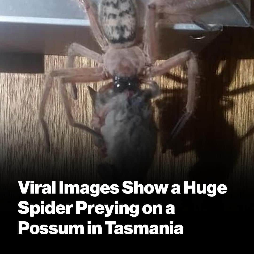 VICEさんのインスタグラム写真 - (VICEInstagram)「Australia, a nation notorious for its delightfully nightmarish animals, has further cemented its reputation with new viral images of a spider eating a possum.  See the photos at the link in our bio. 📸: Justine Latton」6月20日 0時45分 - vice
