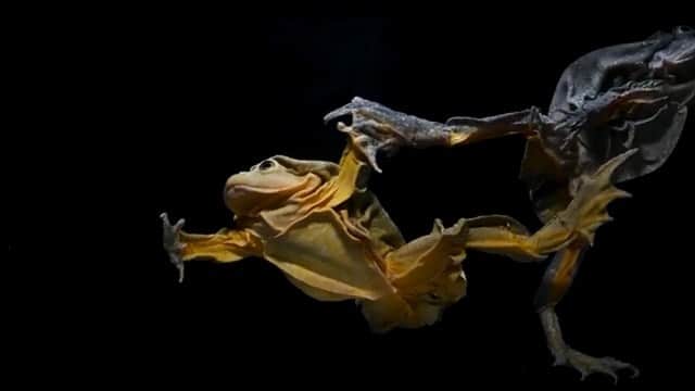 ナショナルジオグラフィックのインスタグラム