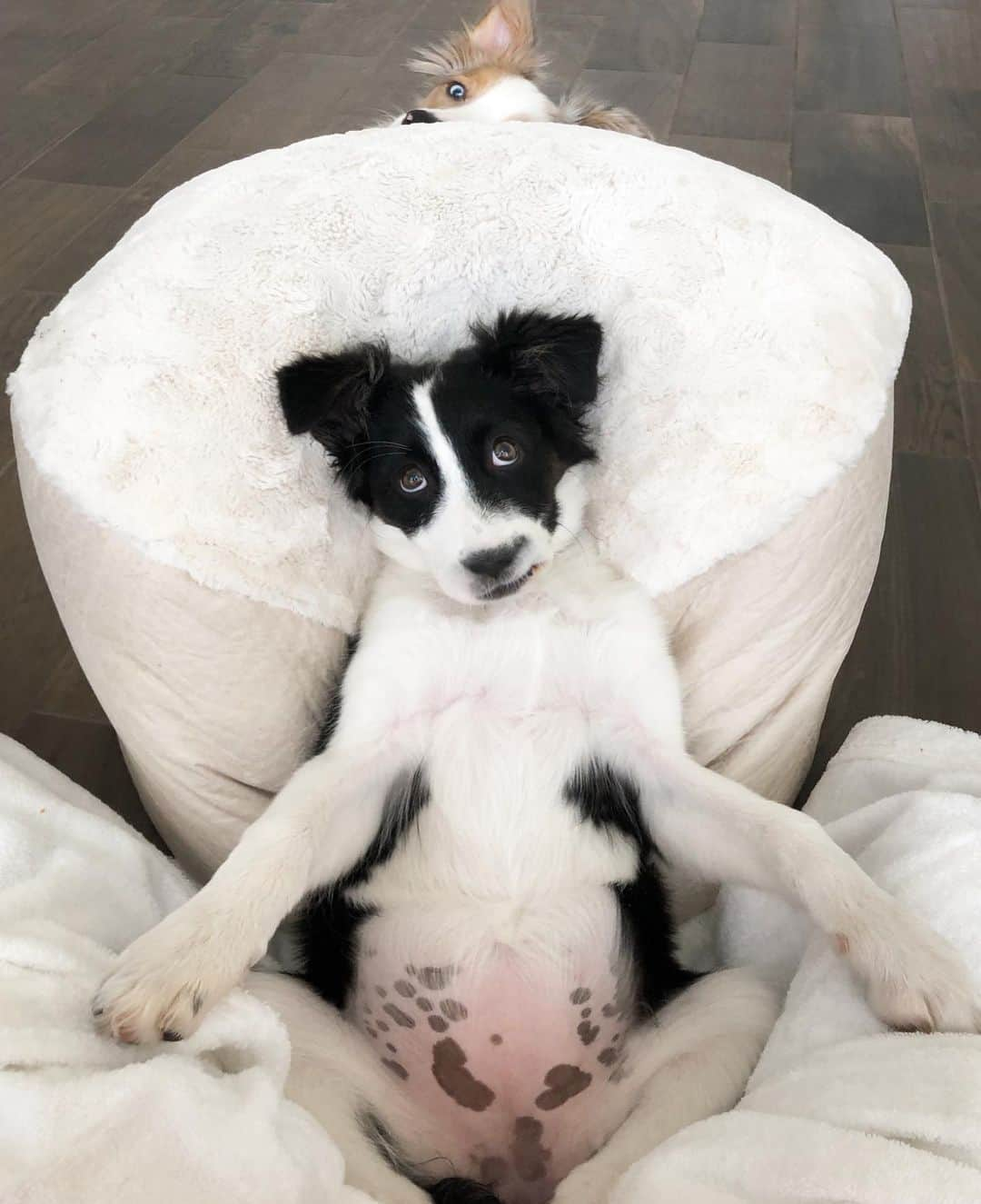 Jazzy Cooper Fostersさんのインスタグラム写真 - (Jazzy Cooper FostersInstagram)「“It’s just baby fat”👶🏻🐖🙄 #puppyabs #shesbehindmeseries」6月20日 6時21分 - bordernerd