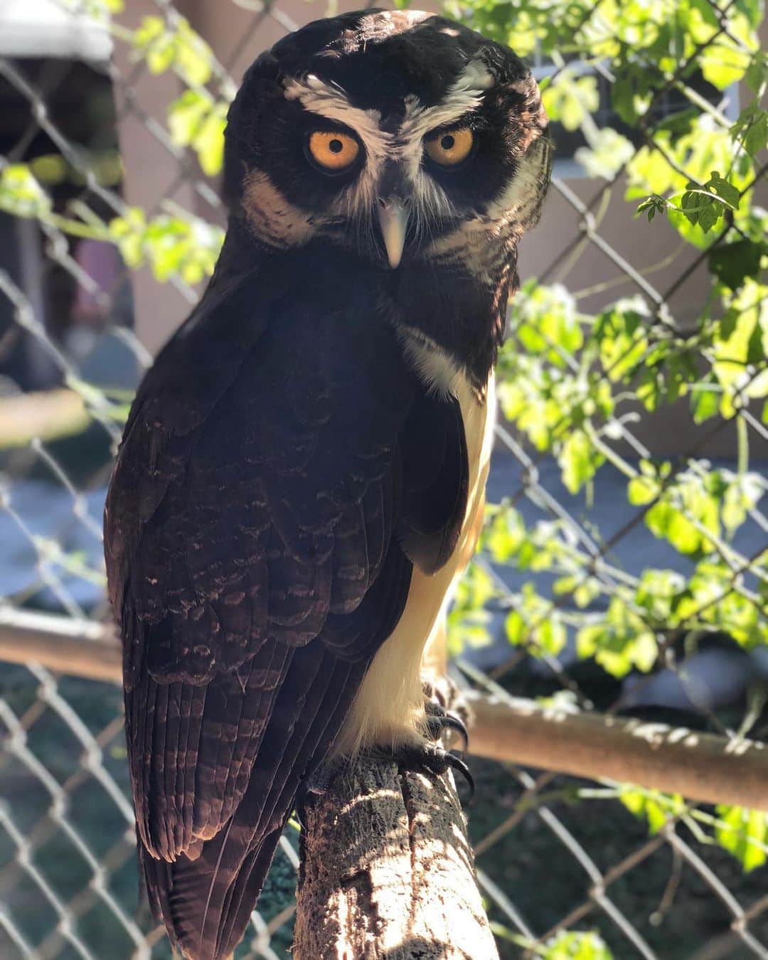 Zoological Wildlife Foundationさんのインスタグラム写真 - (Zoological Wildlife FoundationInstagram)「Rogue🦉 . #spectacledowl #owl #conservation #zwfmiami #zwf」6月20日 0時54分 - zwfmiami