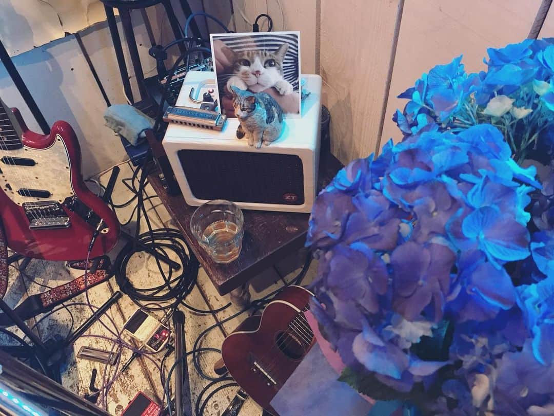 山田稔明さんのインスタグラム写真 - (山田稔明Instagram)「桜桃忌の下北沢lete、2時間半で『pilgrim／home sweet home』を曲順通りに全部演奏しました。遠方から紫陽花を贈ってくれた方がいた。感謝。ポチに捧げて「日向の猫」を。ご来場ありがとうございました。 #山田稔明 #夜の科学」6月20日 1時06分 - toshiakiyamada