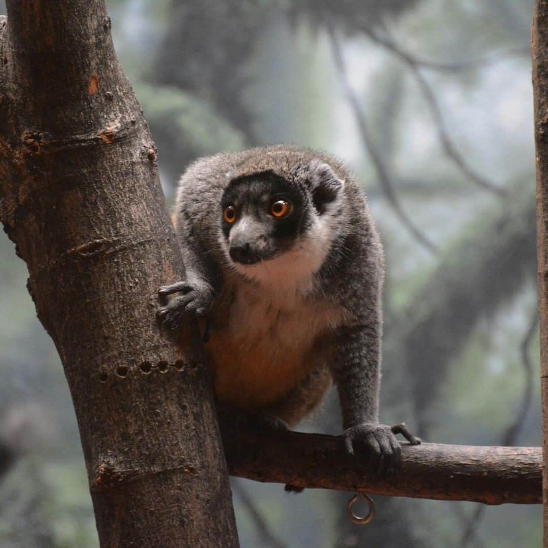 アニマルプラネットさんのインスタグラム写真 - (アニマルプラネットInstagram)「The mongoose lemur is the only lemur that lives outside of Madagascar. These bright-eyed beauties are active at ALL hours of the day. You may find some during the day and others at night! . . . . . . #animalplanetupclose #animalsofinstagram #animalplanet #animaloftheday #wild #wildlife #outdoors #animals #wildanimals #conservation #nature #animallovers #instanature #wildgeography #mongooselemur #lemur」6月20日 1時00分 - animalplanet