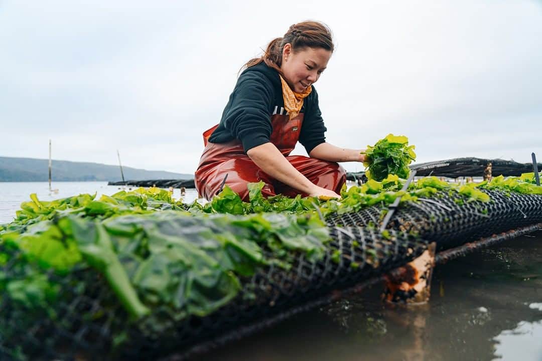 patagoniaさんのインスタグラム写真 - (patagoniaInstagram)「Low tide-to-table. Farm chef at Hog Island Oyster Company, @chef_mariko, harvests seaweed in Tomales Bay, CA.﻿ Photo: @colinnnnn﻿」6月20日 1時02分 - patagonia