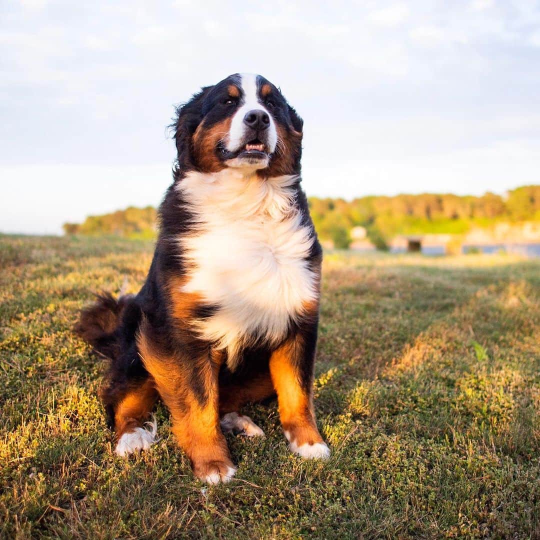 The Dogistさんのインスタグラム写真 - (The DogistInstagram)「Waffle, Bernese Mountain Dog (4 y/o), Orleans, MA • “She barked at the wind for four hours straight. She thinks thunderstorms are evil.” @wafflenugget」6月20日 1時03分 - thedogist