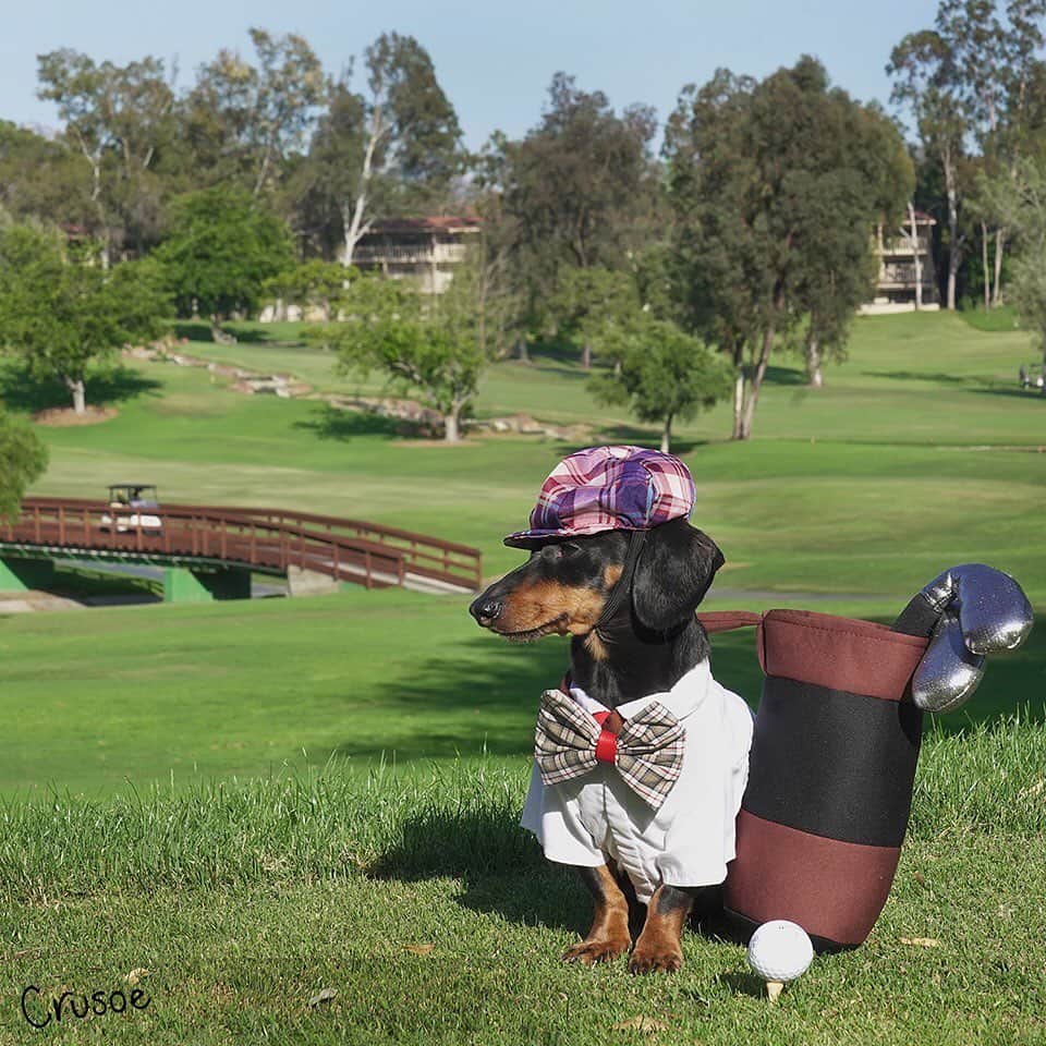 Crusoe the Celebrity Dachshundさんのインスタグラム写真 - (Crusoe the Celebrity DachshundInstagram)「"Meet me on the 19th?" Thanks @ranchobernardoinn for the golf game. There are SO many rabbits on this course it's amazing.. ~ Crusoe」6月20日 1時14分 - crusoe_dachshund