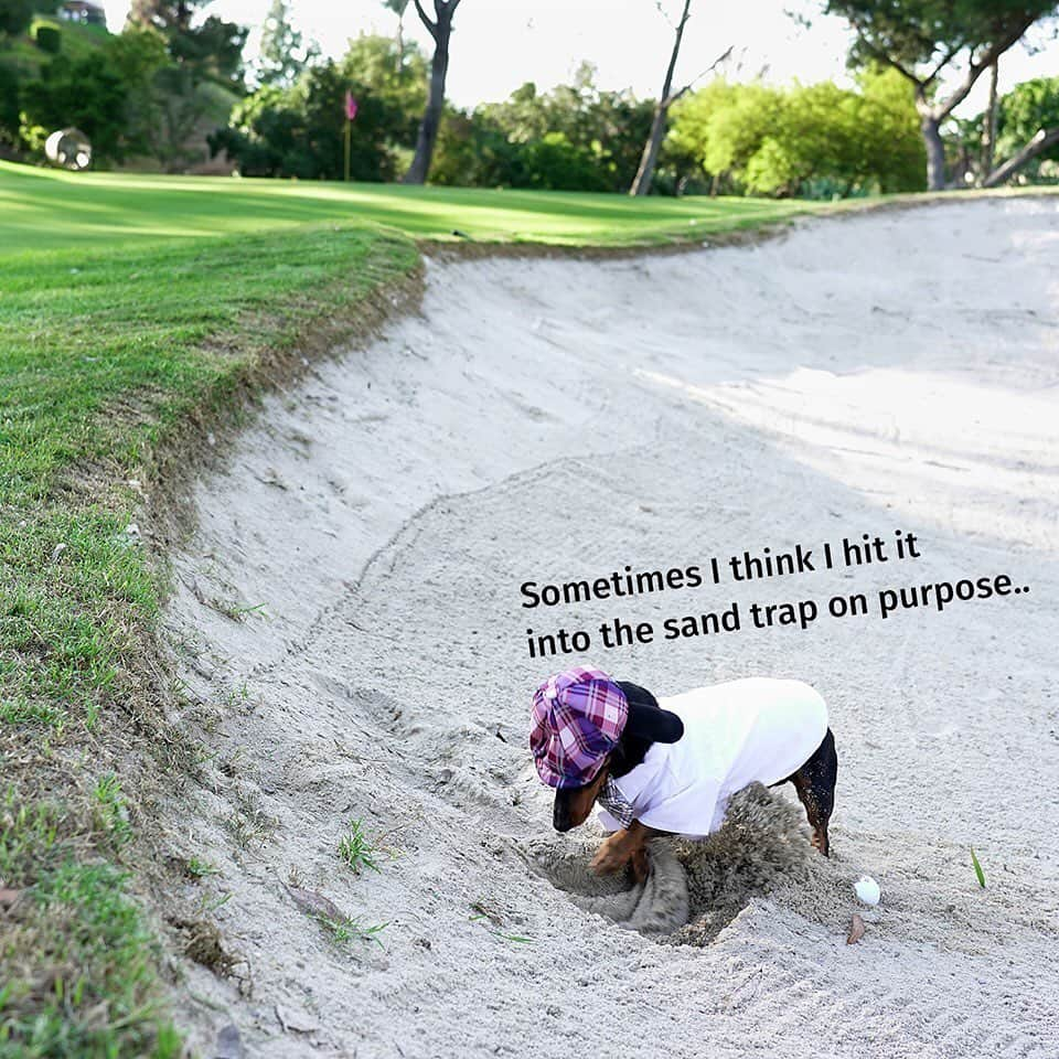 Crusoe the Celebrity Dachshundさんのインスタグラム写真 - (Crusoe the Celebrity DachshundInstagram)「"Meet me on the 19th?" Thanks @ranchobernardoinn for the golf game. There are SO many rabbits on this course it's amazing.. ~ Crusoe」6月20日 1時14分 - crusoe_dachshund