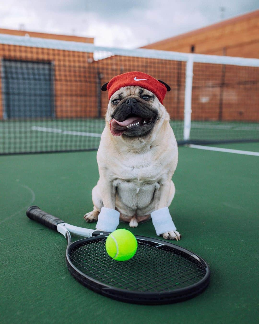 itsdougthepugさんのインスタグラム写真 - (itsdougthepugInstagram)「“Baby got backhand” -Doug」6月20日 1時11分 - itsdougthepug