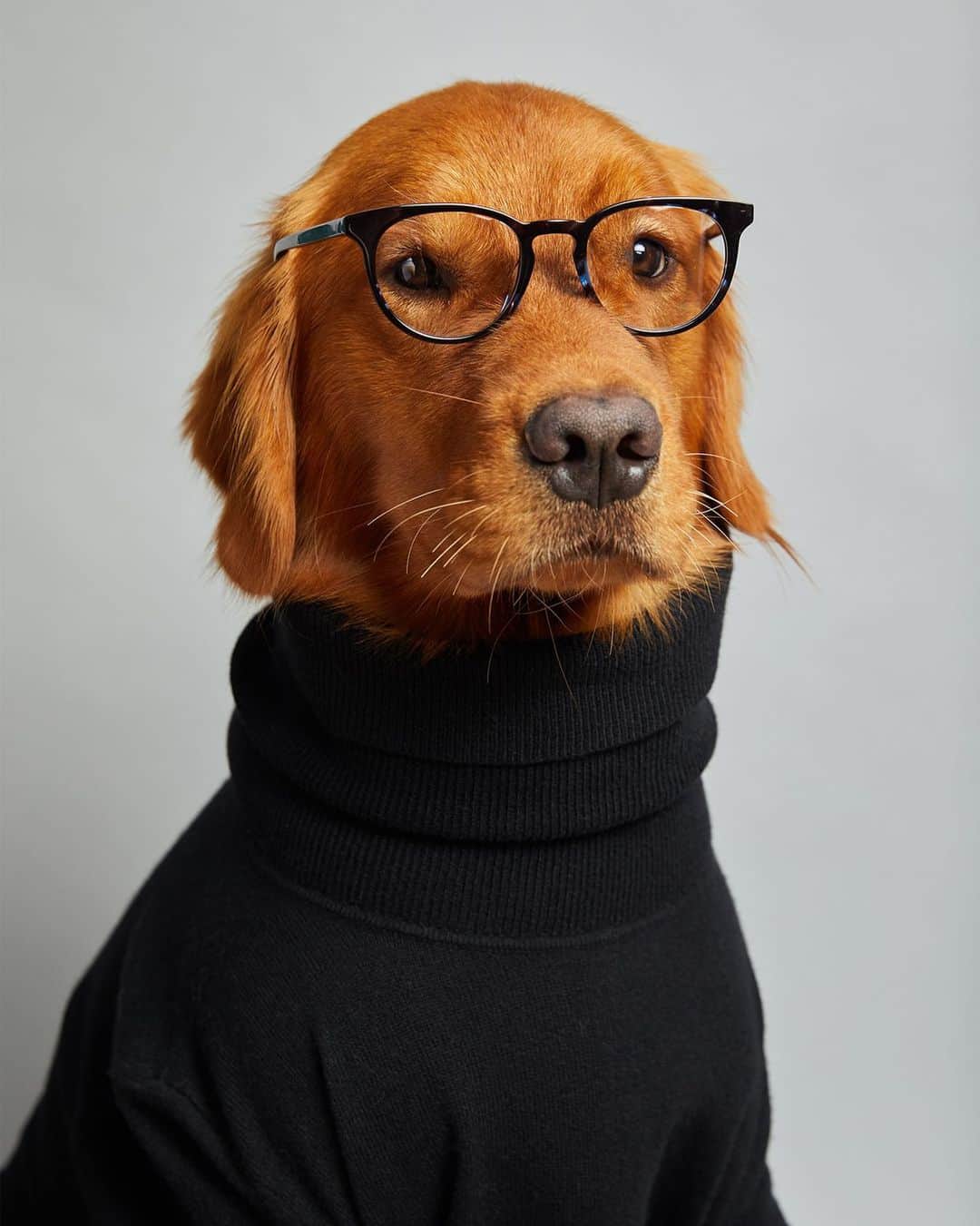 DogsOf Instagramのインスタグラム：「#ad “Just testing out a few looks for my keynote – I mean, meet and greet – at #Petcon this weekend.” writes @itsdukebush  #dukebush #livingthatgoldenlife #southerncharm #petsofinstagram #dogsofinstagram #goldenretrievers #instahumor #makingmemories #petinfluencer」