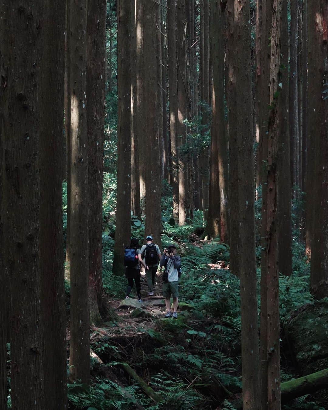 言身寸 in Tainan, Taiwanさんのインスタグラム写真 - (言身寸 in Tainan, TaiwanInstagram)「苗栗 #加里山 - 2019.6.19 #taiwan #miaoli #台灣 #台湾 #苗栗 #写真 #vscotaiwan #vscoTW #outdoorlife #trekking #hiking #臺灣山岳」6月20日 1時48分 - kukud83