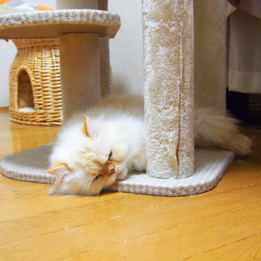 nemuru_catさんのインスタグラム写真 - (nemuru_catInstagram)「#パズー  キャットタワーの足に はさまれて寝るのがお気に入りの ぱっちゅんで おやすみにゃさ〜い💤💤 * #ねこ部#cat#cats#neko#猫#catsofinstagram#bestmeow#catlover#instagramjapan#ふわもこ部#ヒマラヤン#himalayan#ヒマラニャンズ#白猫」6月20日 2時07分 - nemuru_cat