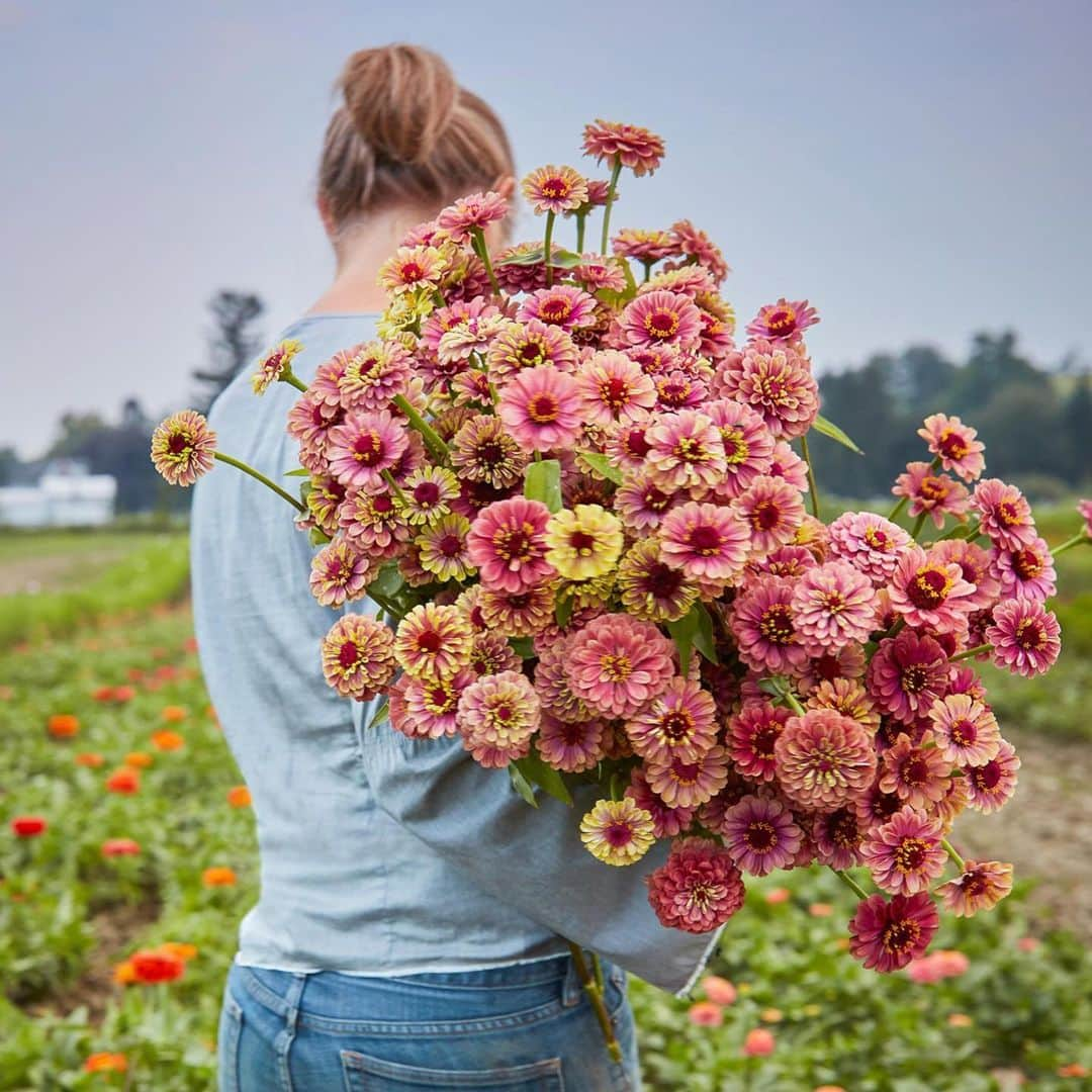 マーサ・スチュワートさんのインスタグラム写真 - (マーサ・スチュワートInstagram)「A bundle of blooms. 🌺. Jenny Elliott of @tinyheartsfarm, featured in our June issue, carries an armful of "Queen Red Lime" zinnias, just one of the nearly two dozen varieties planted at the farm each year. With partner Luke Franco, the duo makes sure to have all the elements of a complete arrangement growing in the fields at any given time, from showstopping blossoms to a variety of foliage. And unlike traditional florist fare, bred to survive long shipping distances, "our flowers don't have to fit neatly in a box," she says. "They're full of personality—they've got flavor and spice." Check out the full feature by picking up a copy of our June issue or by visiting the link in bio! 👆🏼📷: @minh_ngoc | ✍🏼: @melissaozawa」6月20日 2時45分 - marthastewart