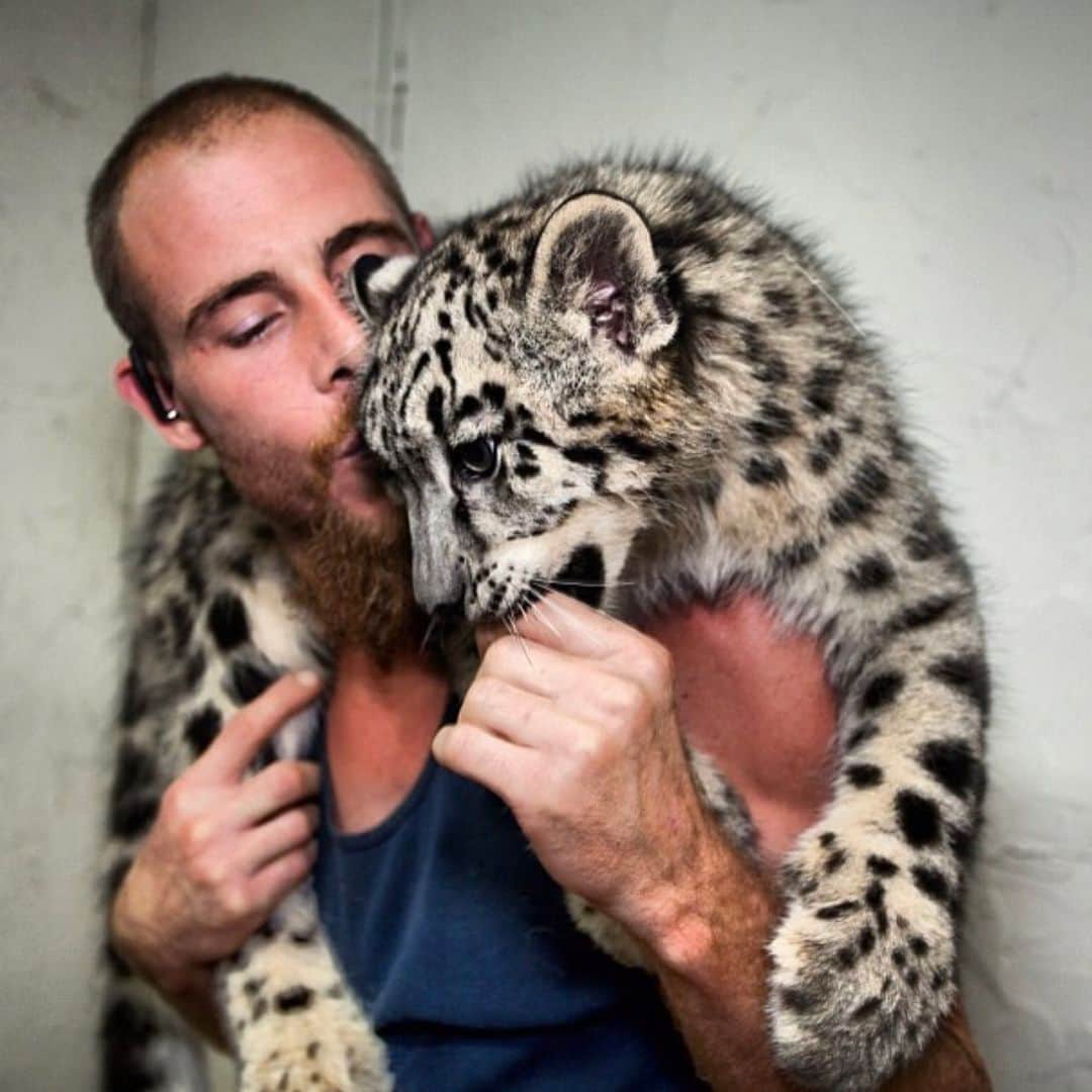 Zoological Wildlife Foundationさんのインスタグラム写真 - (Zoological Wildlife FoundationInstagram)「This was Morgan Simpson. A friend, a brother, a son and most importantly a huge part of our ZWF family. Morgan was one of our first pioneers here at the zoo 19 years ago. With him helping us effortlessly we were able to built the foundation that is home to many animals. Helping us raise and care for the animals, Morgan became an important member of our family. With a broken heart we say goodbye to Morgan. After suffering a massive stroke at age 38, Morgan’s health is declining rapidly. We will always and forever honor Morgan in our hearts and memories, for as long as we live. Note: he’s still alive but not expected to make it to Sunday! 💙😢🙏🏼 👼 💔」6月20日 2時46分 - zwfmiami