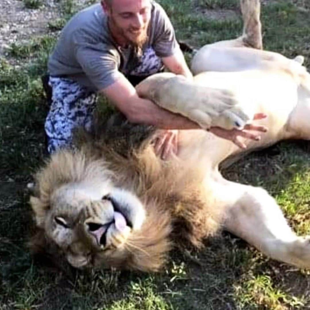 Zoological Wildlife Foundationさんのインスタグラム写真 - (Zoological Wildlife FoundationInstagram)「This was Morgan Simpson. A friend, a brother, a son and most importantly a huge part of our ZWF family. Morgan was one of our first pioneers here at the zoo 19 years ago. With him helping us effortlessly we were able to built the foundation that is home to many animals. Helping us raise and care for the animals, Morgan became an important member of our family. With a broken heart we say goodbye to Morgan. After suffering a massive stroke at age 38, Morgan’s health is declining rapidly. We will always and forever honor Morgan in our hearts and memories, for as long as we live. Note: he’s still alive but not expected to make it to Sunday! 💙😢🙏🏼 👼 💔」6月20日 2時46分 - zwfmiami