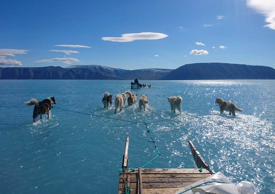 NBC Newsさんのインスタグラム写真 - (NBC NewsInstagram)「Sled dogs wade through standing meltwater on top of coastal sea ice during an expedition in North Western #Greenland, showing the extent of the unusual rapidly melting ice that occurred last week as temperatures soared above normal levels. . 📷 Steffen Olsen / Danish Meteoroligical Institute」6月20日 2時49分 - nbcnews