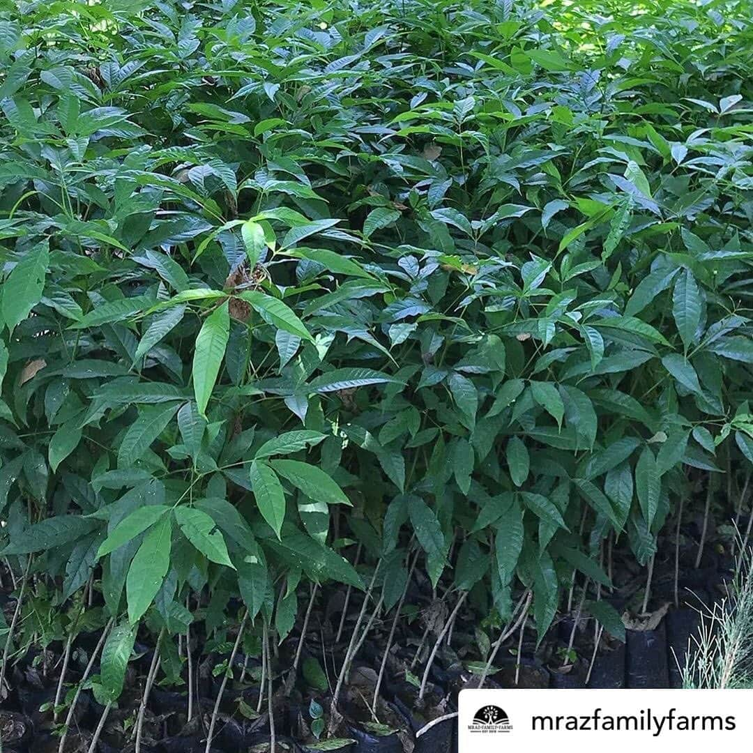 ジェイソン・ムラーズさんのインスタグラム写真 - (ジェイソン・ムラーズInstagram)「A big thank you to @jasonmrazphilippines, a generous group of green spirits who will be planting 532 tree seedlings this weekend. This is their 7th year organizing & planting in coordination with my birthday. This is the best gift ever. Thank you for being love & helping humanity reconnect with nature. Earth & all its precious inhabitants thank you! #BackToTheEarth 🌍」6月20日 3時38分 - jason_mraz