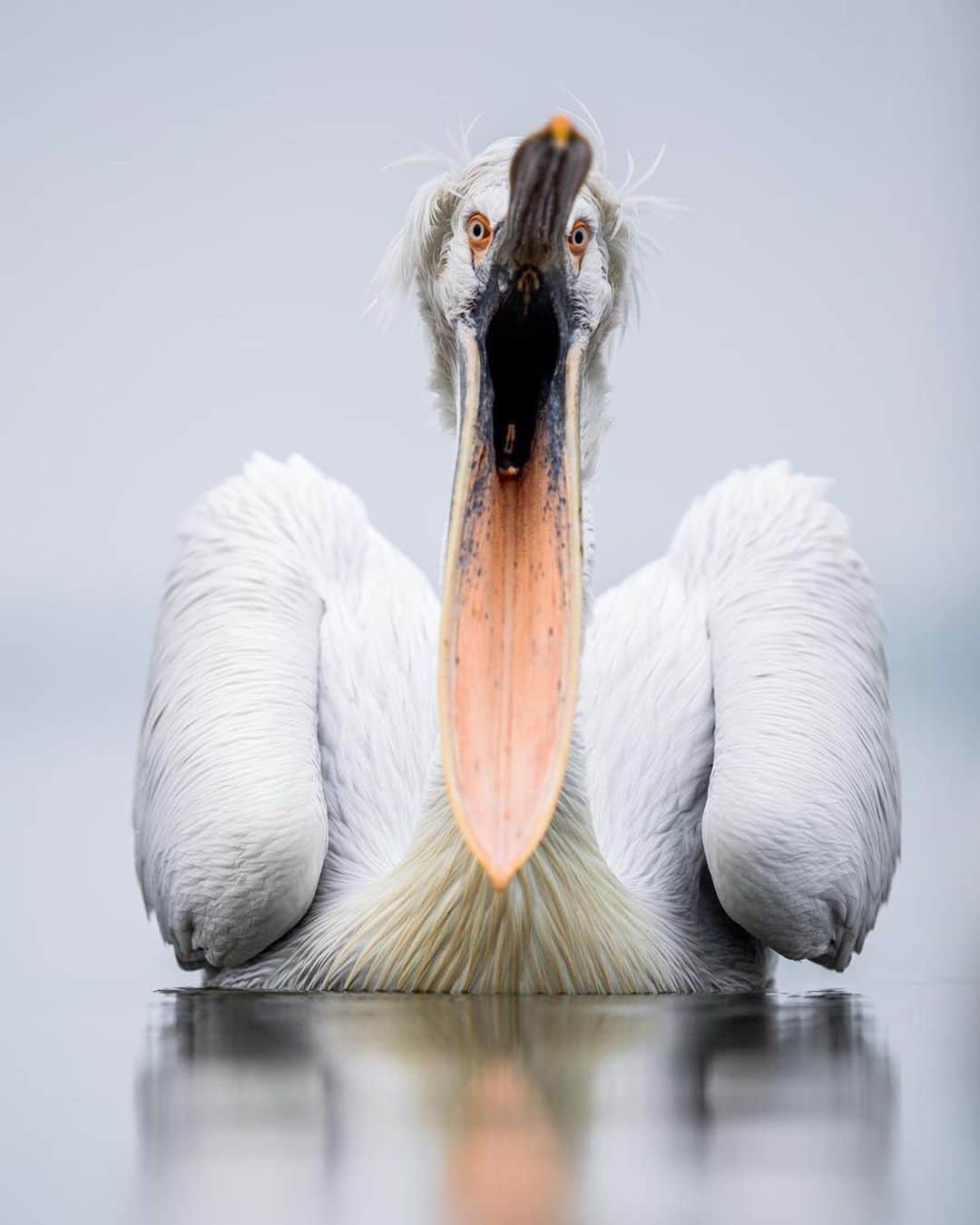 Canon Photographyさんのインスタグラム写真 - (Canon PhotographyInstagram)「@seanweeklywildlife // Caption:  The largest of the 8 pelican species, the dalmatian pelican is also possibly the heaviest flying bird in the world.  They can grow to up to 180 cm long, weigh up to 15 kg and have a wingspan of up to 3.5 metres.  They also often have a really funny looking set of feathers on top of their head that looks like they are wearing a wig!」6月20日 3時39分 - cpcollectives