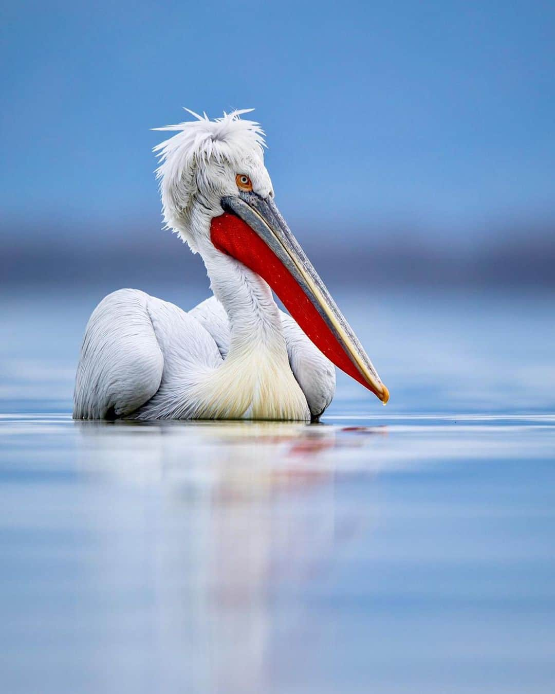 Canon Photographyさんのインスタグラム写真 - (Canon PhotographyInstagram)「@seanweeklywildlife // Caption:  The largest of the 8 pelican species, the dalmatian pelican is also possibly the heaviest flying bird in the world.  They can grow to up to 180 cm long, weigh up to 15 kg and have a wingspan of up to 3.5 metres.  They also often have a really funny looking set of feathers on top of their head that looks like they are wearing a wig!」6月20日 3時39分 - cpcollectives