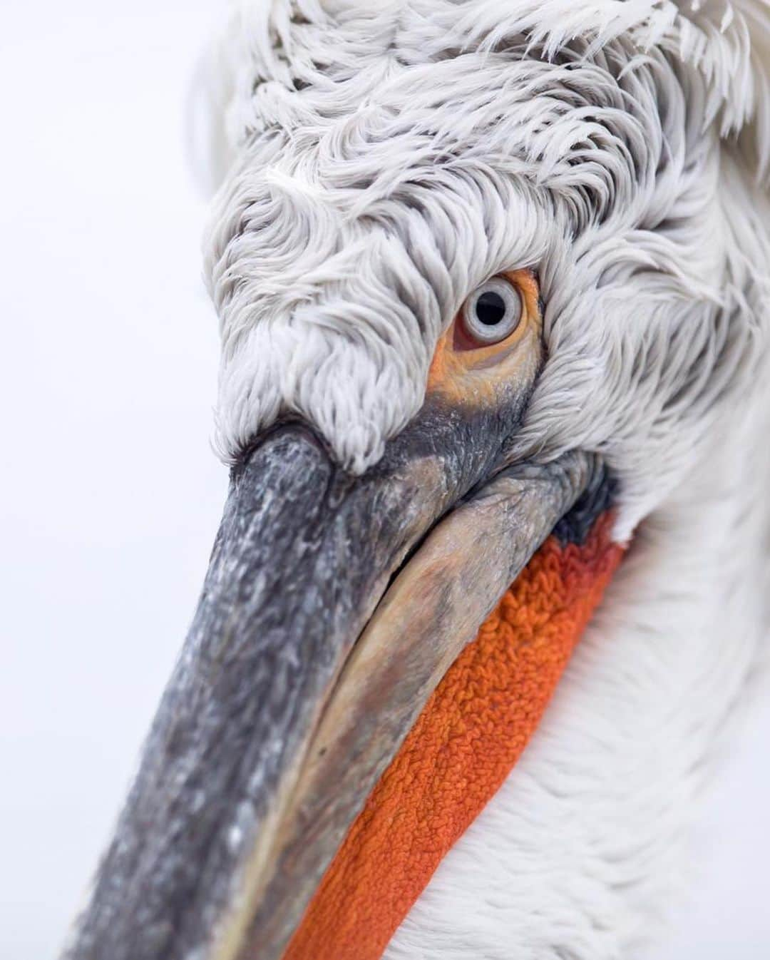 Canon Photographyさんのインスタグラム写真 - (Canon PhotographyInstagram)「@seanweeklywildlife // Caption:  The largest of the 8 pelican species, the dalmatian pelican is also possibly the heaviest flying bird in the world.  They can grow to up to 180 cm long, weigh up to 15 kg and have a wingspan of up to 3.5 metres.  They also often have a really funny looking set of feathers on top of their head that looks like they are wearing a wig!」6月20日 3時39分 - cpcollectives