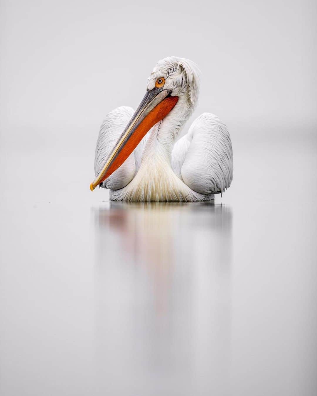 Canon Photographyさんのインスタグラム写真 - (Canon PhotographyInstagram)「@seanweeklywildlife // Caption:  The largest of the 8 pelican species, the dalmatian pelican is also possibly the heaviest flying bird in the world.  They can grow to up to 180 cm long, weigh up to 15 kg and have a wingspan of up to 3.5 metres.  They also often have a really funny looking set of feathers on top of their head that looks like they are wearing a wig!」6月20日 3時39分 - cpcollectives