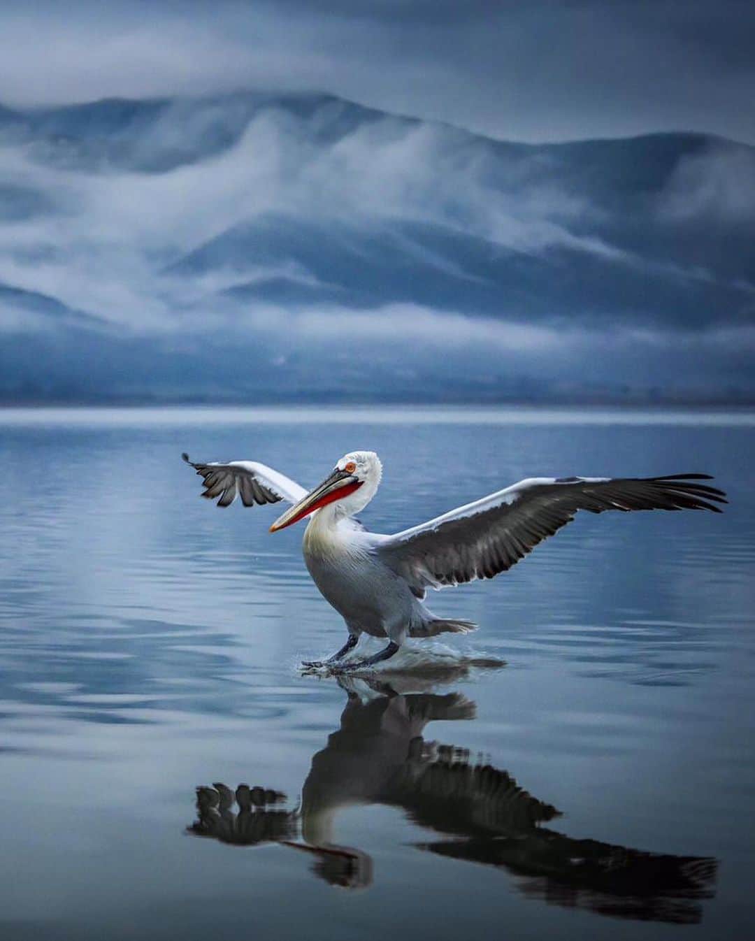 Canon Photographyさんのインスタグラム写真 - (Canon PhotographyInstagram)「@seanweeklywildlife // Caption:  The largest of the 8 pelican species, the dalmatian pelican is also possibly the heaviest flying bird in the world.  They can grow to up to 180 cm long, weigh up to 15 kg and have a wingspan of up to 3.5 metres.  They also often have a really funny looking set of feathers on top of their head that looks like they are wearing a wig!」6月20日 3時39分 - cpcollectives