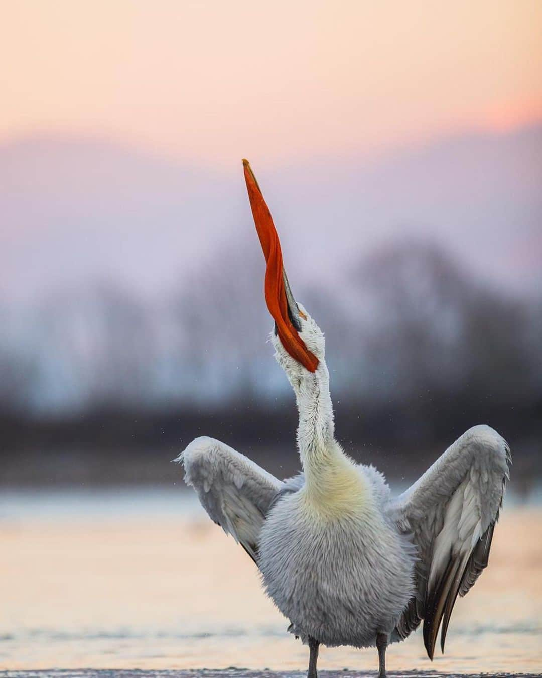 Canon Photographyさんのインスタグラム写真 - (Canon PhotographyInstagram)「@seanweeklywildlife // Caption:  The largest of the 8 pelican species, the dalmatian pelican is also possibly the heaviest flying bird in the world.  They can grow to up to 180 cm long, weigh up to 15 kg and have a wingspan of up to 3.5 metres.  They also often have a really funny looking set of feathers on top of their head that looks like they are wearing a wig!」6月20日 3時39分 - cpcollectives