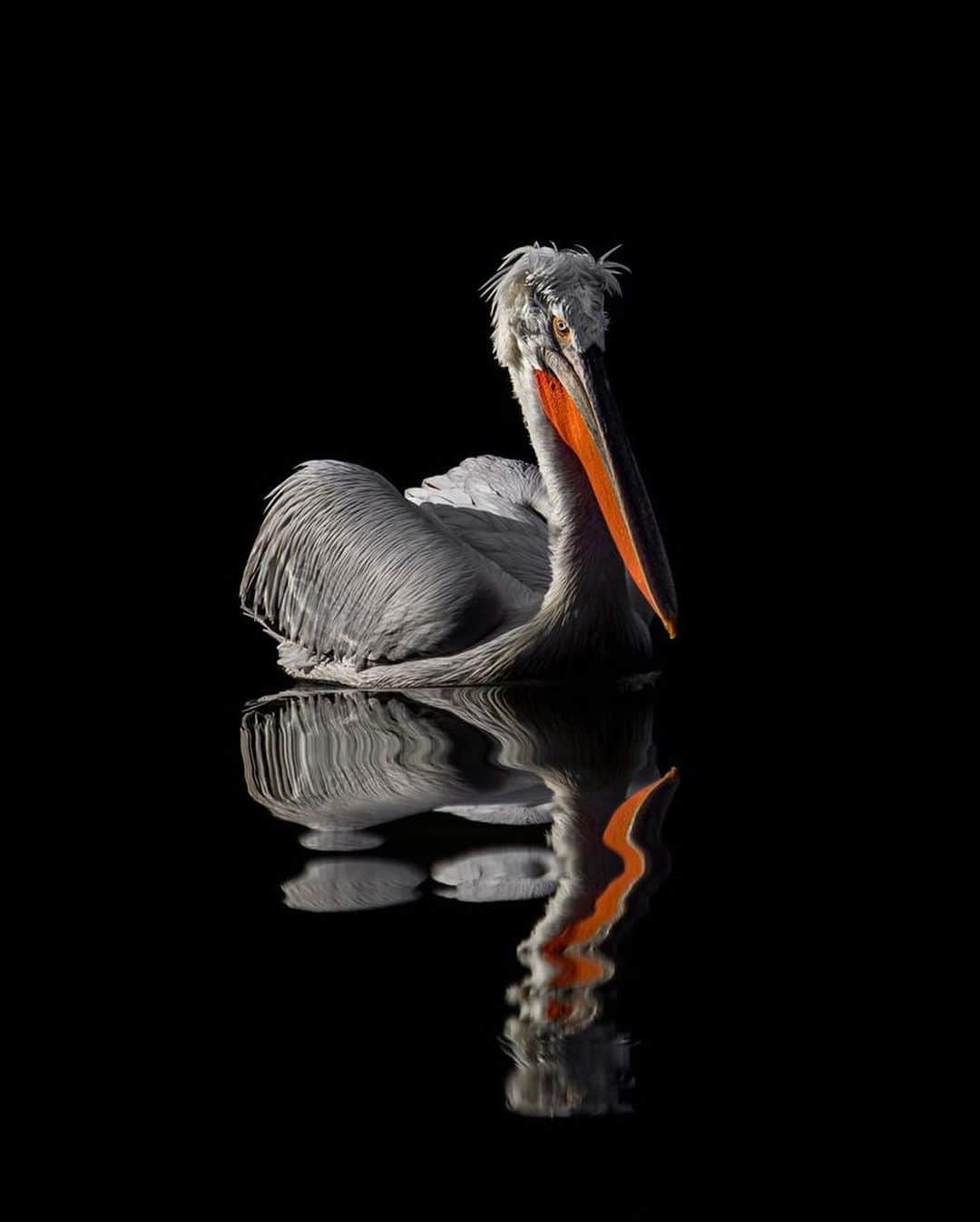 Canon Photographyさんのインスタグラム写真 - (Canon PhotographyInstagram)「@seanweeklywildlife // Caption:  The largest of the 8 pelican species, the dalmatian pelican is also possibly the heaviest flying bird in the world.  They can grow to up to 180 cm long, weigh up to 15 kg and have a wingspan of up to 3.5 metres.  They also often have a really funny looking set of feathers on top of their head that looks like they are wearing a wig!」6月20日 3時39分 - cpcollectives